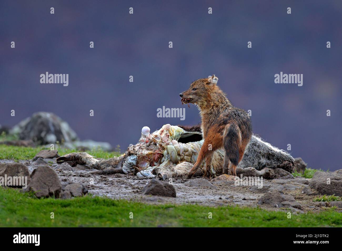 Golden jackal, Canis aureus, feeding scene on meadow, Madzharovo, Eastern Rhodopes, Bulgaria. Wildlife from Balkan. Mountain animal in the nature habi Stock Photo