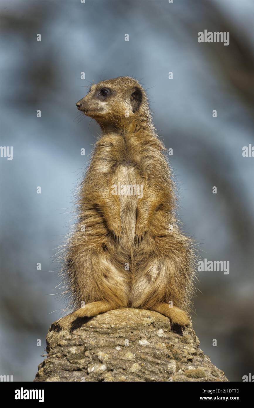 meerkat perched on rock on look out Stock Photo