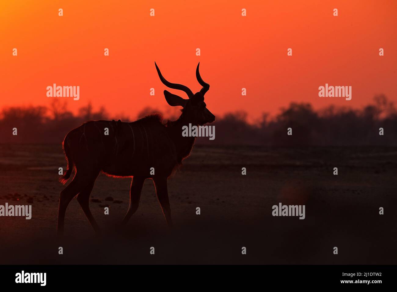 Kudu sunset. Greater kudu, Tragelaphus strepsiceros,  handsome antelope with spiral horns, sunset light. Animal on hill, Mana Pools, Zimbabwe. Kudu in Stock Photo