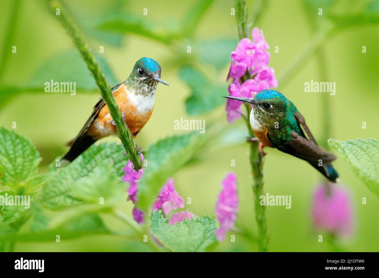 Wildlife flower nature, two bird in pink bloom.  Hummingbird violet-tailed sylph, Aglaiocercus coelestic, females in the nature habitat, Mindo in Ecua Stock Photo