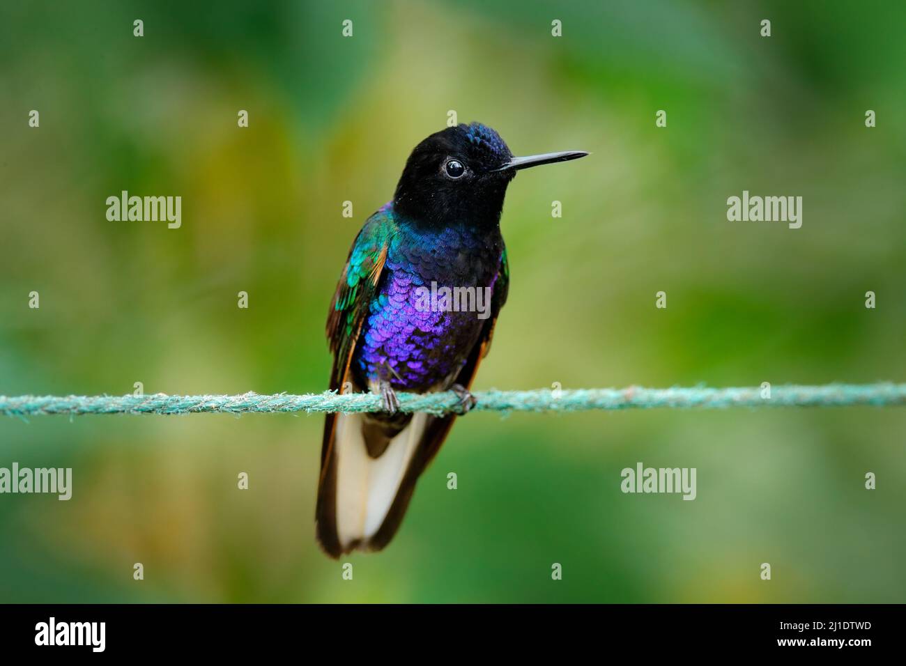 Clothesline with dark shiny bird. Washing line with hummingbird. Velvet-purple Coronet, Boissonneaua jardini, dark blue and black hummingbird from Min Stock Photo