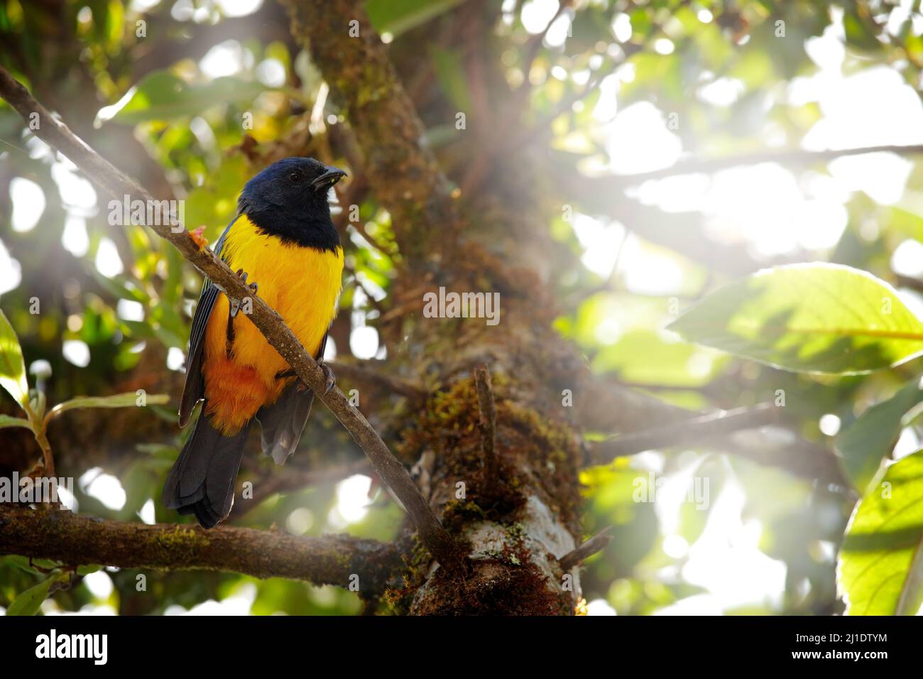Black-chested Mountain-Tanager , Buthraupis eximia, black yellow mountain bird sitting on the tree, Yanacocha Reserve in Ecuador. Bird from Pichincha Stock Photo