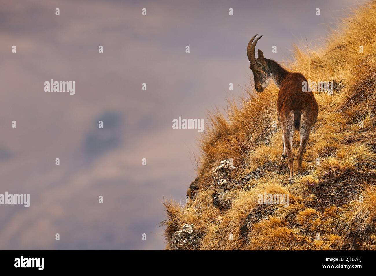 Walia ibex, Capra walie, rare endemic mountain animal in the nature habitat, Siminen Mountains NP, Ethiopia in Africa. Horn mammal in mountain grass m Stock Photo