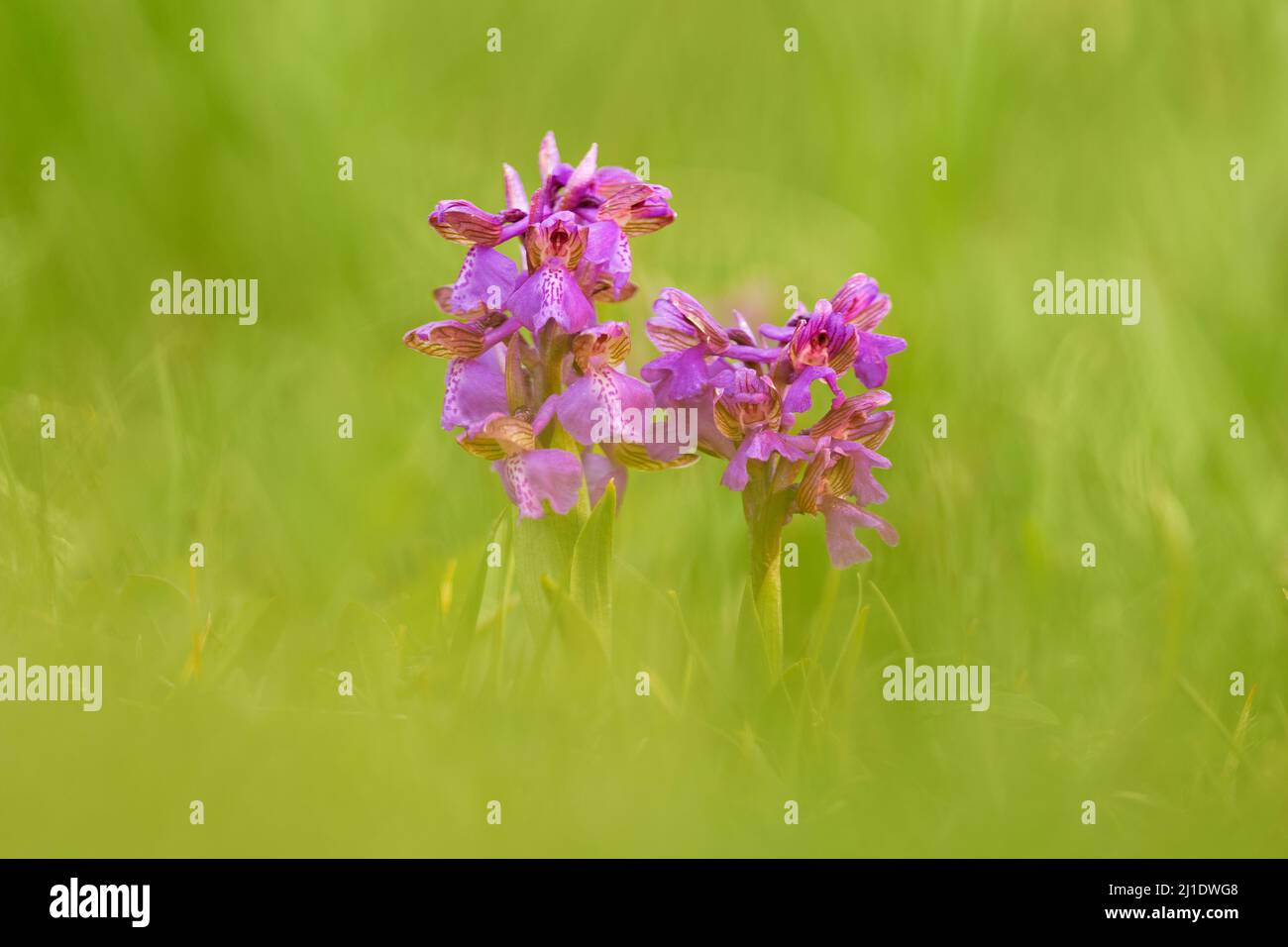 Orchis morio, Green-veined Orchid, flowering European terrestrial wild flower in nature habitat, detail of bloom, green clear background, Czech Republ Stock Photo