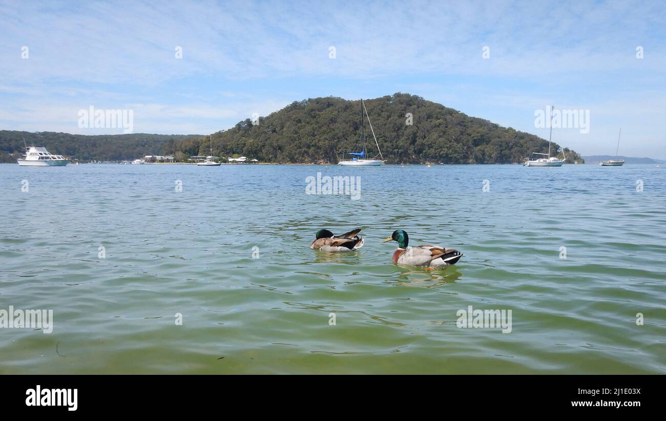 two ducks swimming in water near a mountain Stock Photo