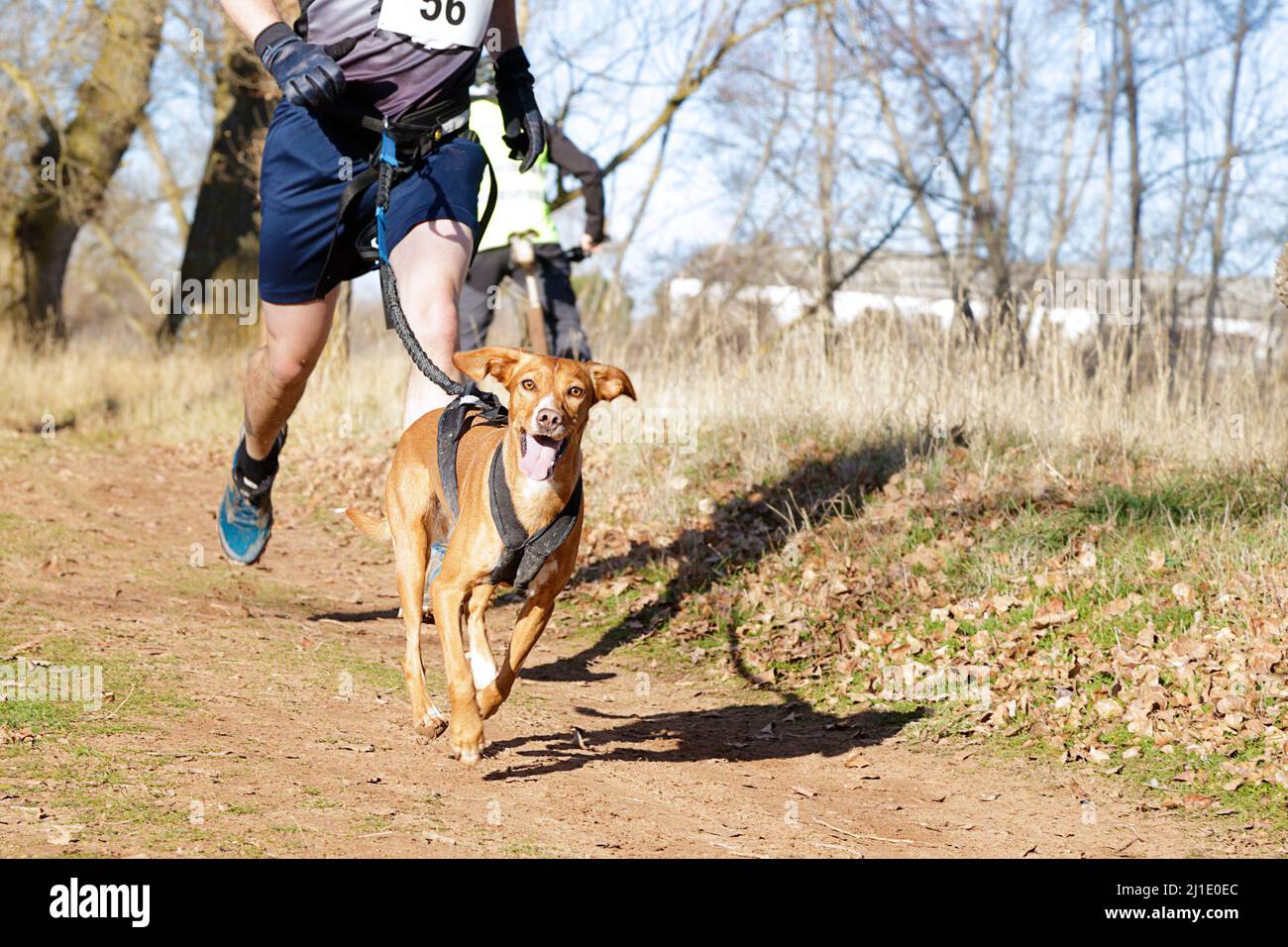 Dog and man taking part in a popular canicross race Stock Photo - Alamy