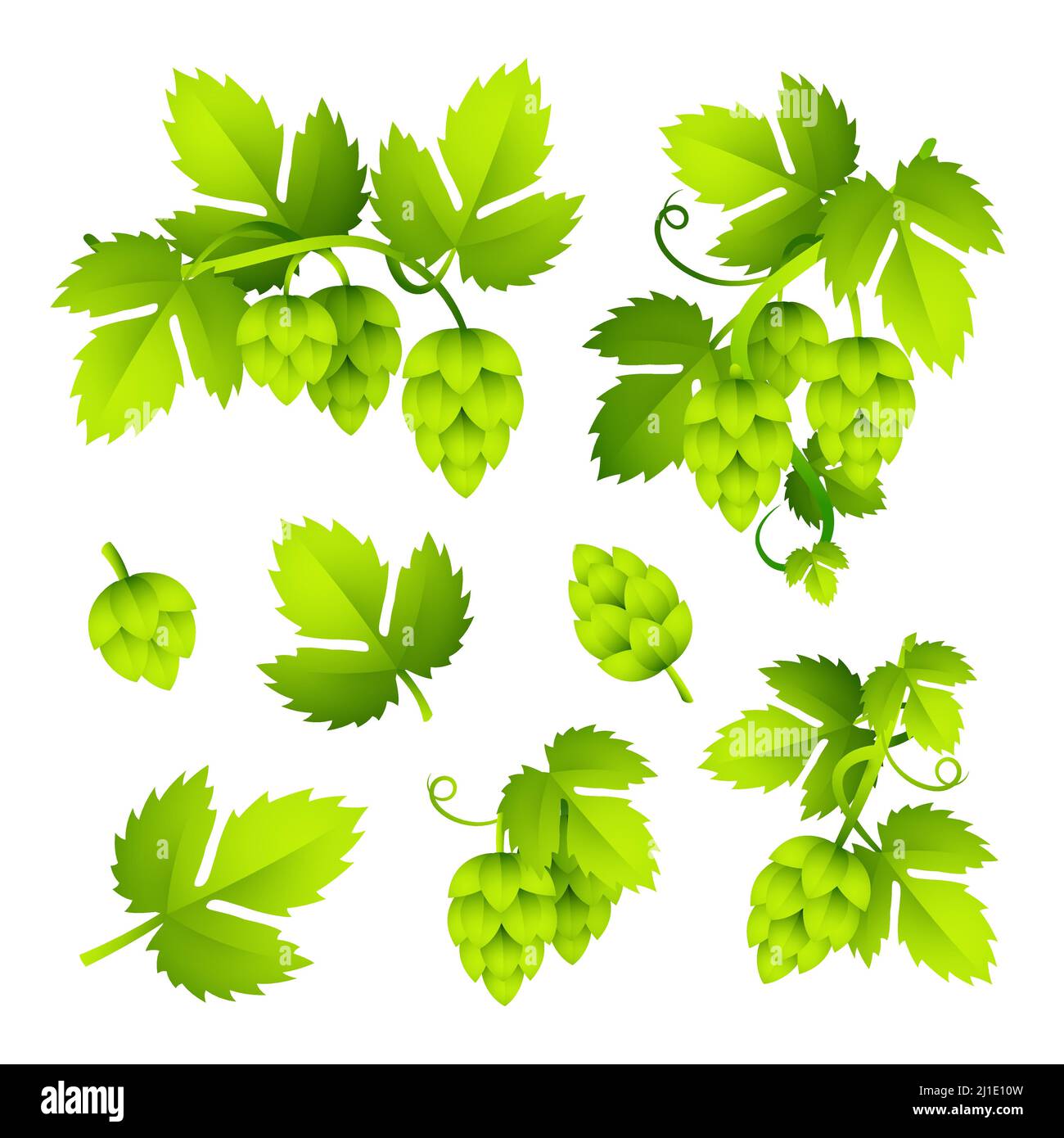 Hop colorful illustration set. Fresh green hop plant with leaves. Beer concept Realistic vector illustration can be used for topics like brewing or ha Stock Vector