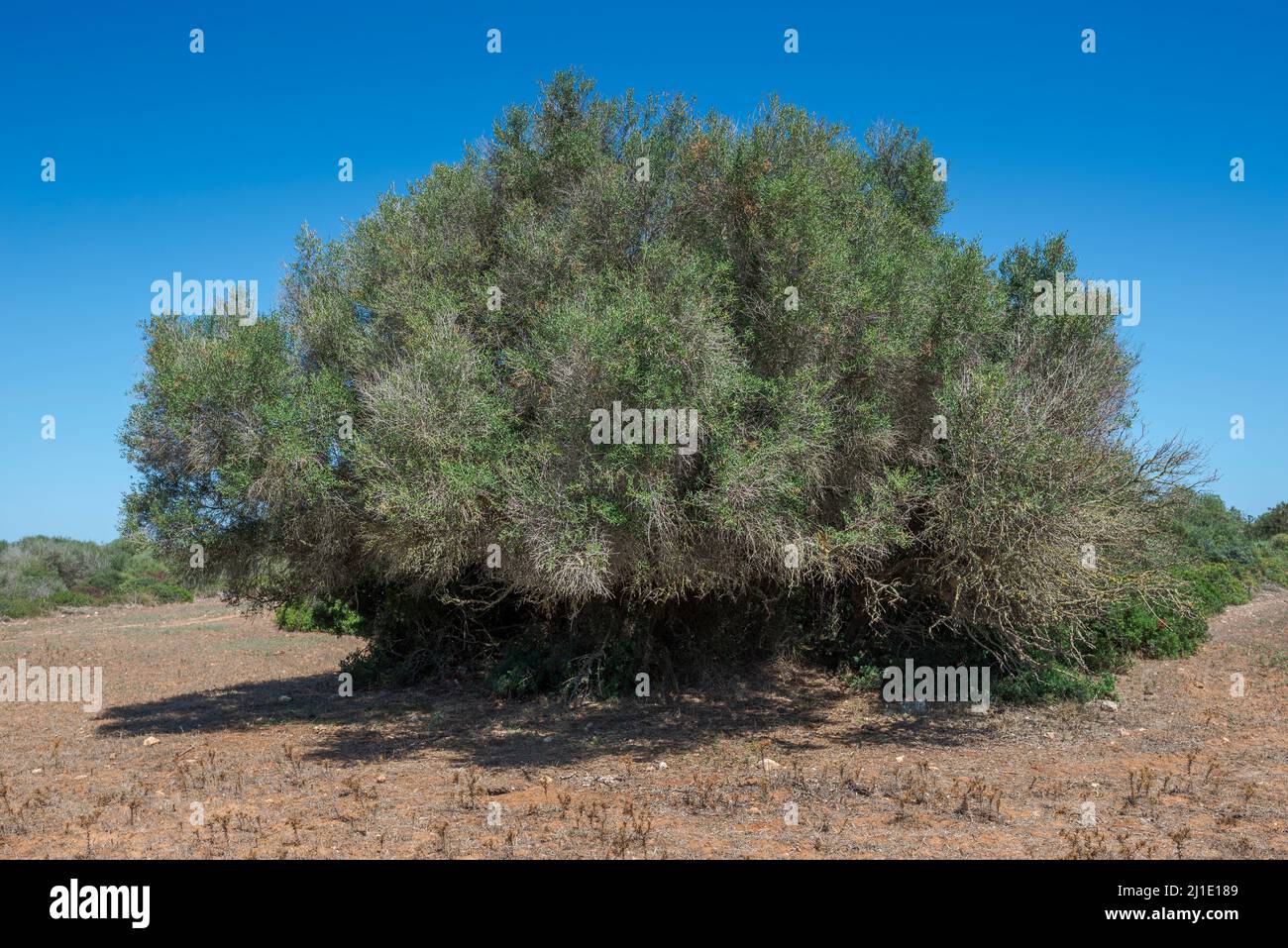 Wild olive tree, Olea europaea var. sylvestris. Photo taken in the municipality of Ciutadella de Menorca, Balearic Islands, Spain Stock Photo