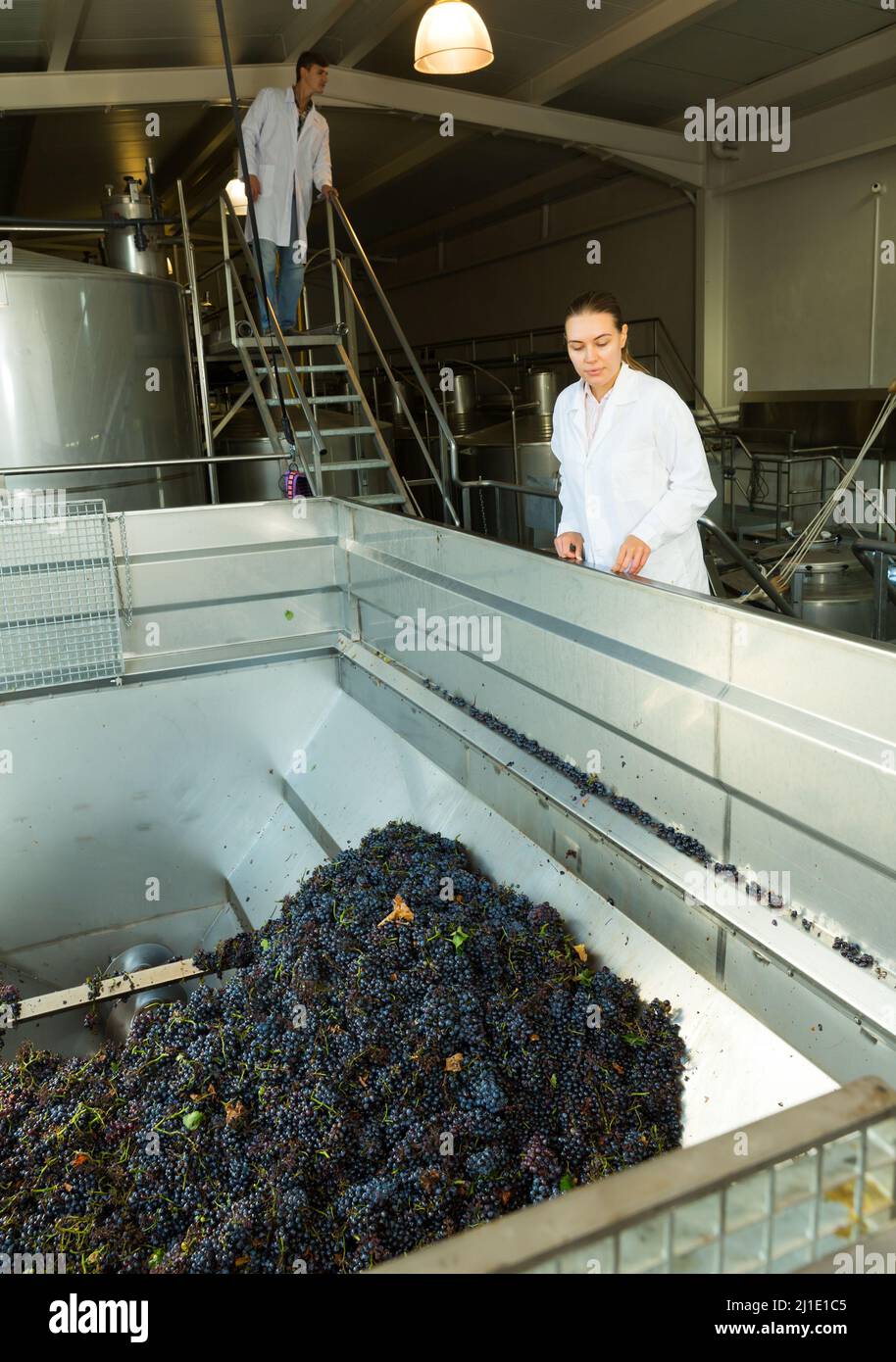 Female winemaker controlling crushing of grapes Stock Photo