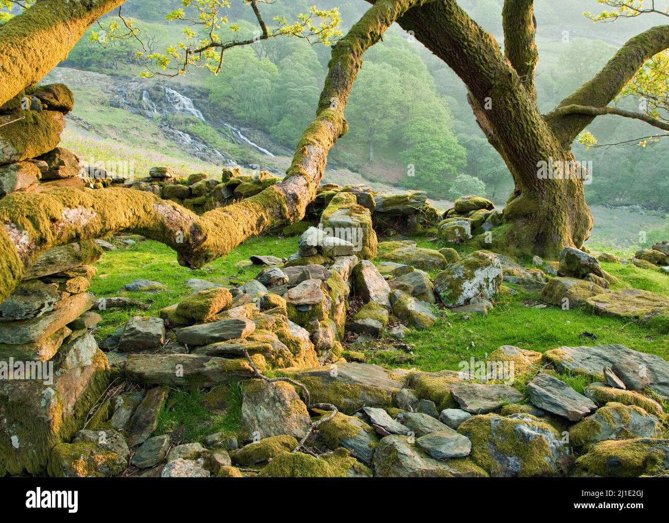 Spreading low branches of old tree by sheepfold Cwm Llan, Watkin Path, Snowdonia National Park Gwynedd North Wales UK, Late Spring. Stock Photo