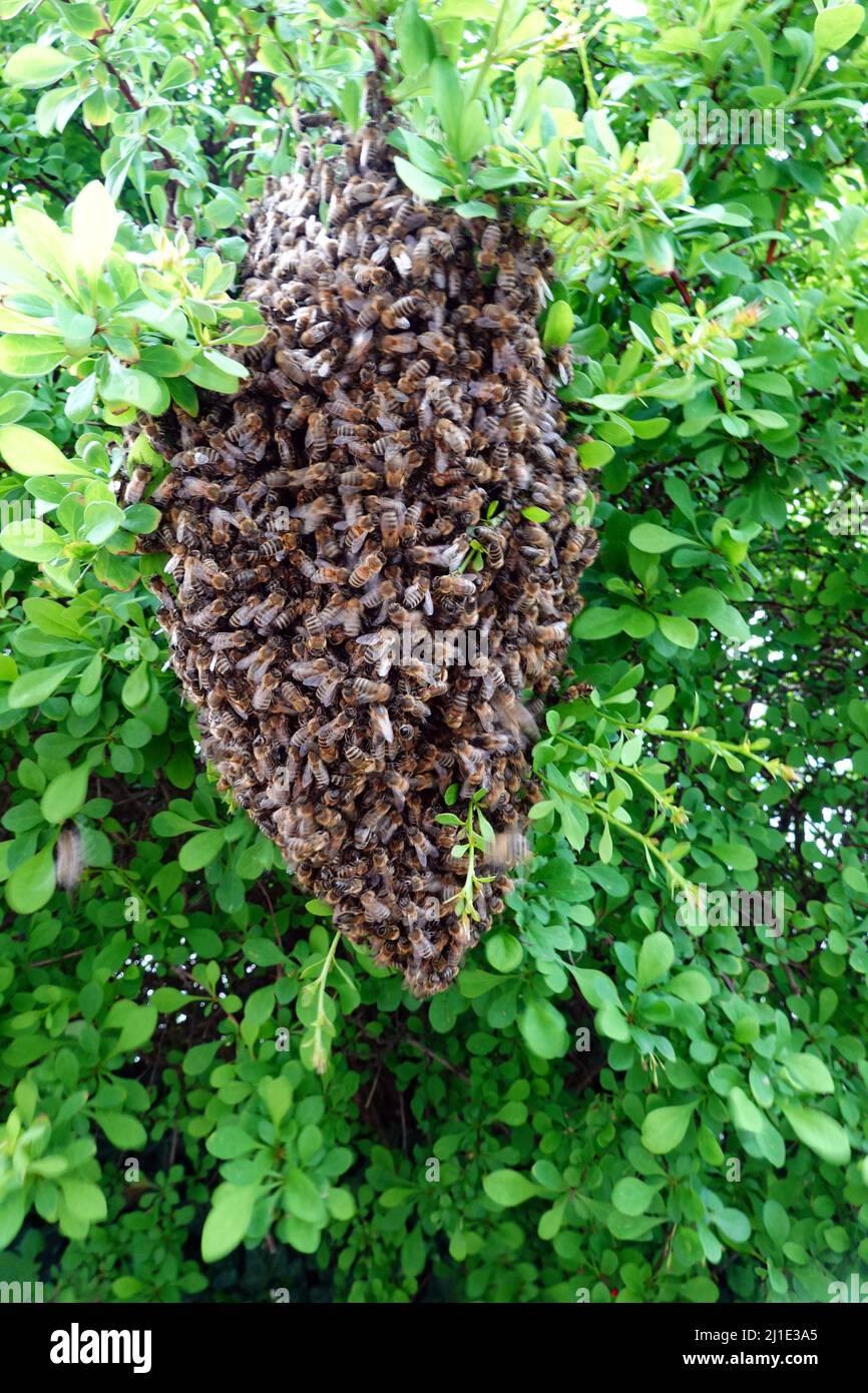 Swarm of bees car hi-res stock photography and images - Alamy