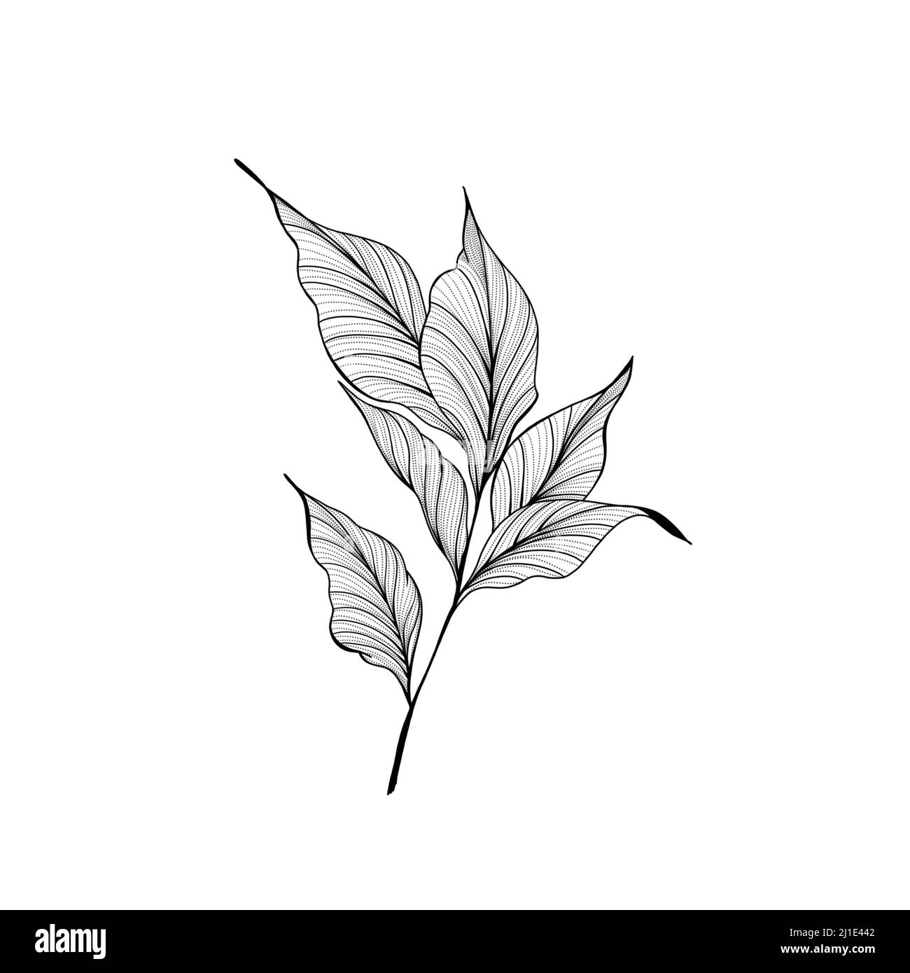 beautiful detailed sketch of plants. The idea of ??a twig tattoo with  leaves. Botanical element template for graphic design, wedding decor,  textiles Stock Photo - Alamy