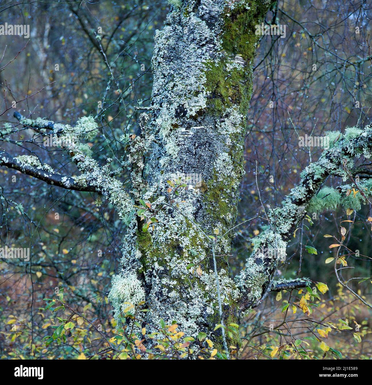 Parmelia Sulcata Shield, Lichen encrusted old tree Gwydyr Forest at Snowdonia National Park Gwynedd North Wales UK Stock Photo