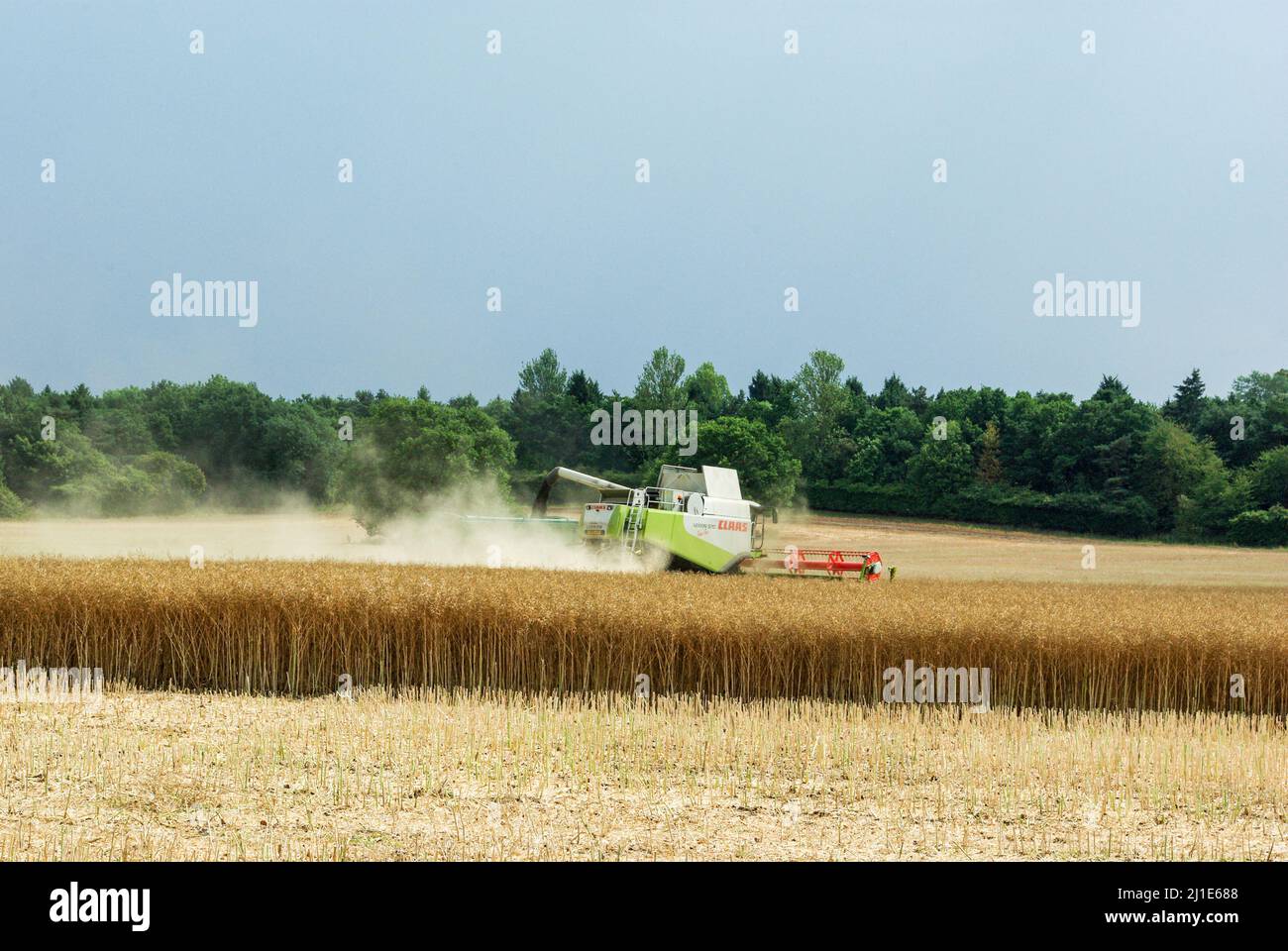 Grain harvest in a wheat field with combine harvester at work