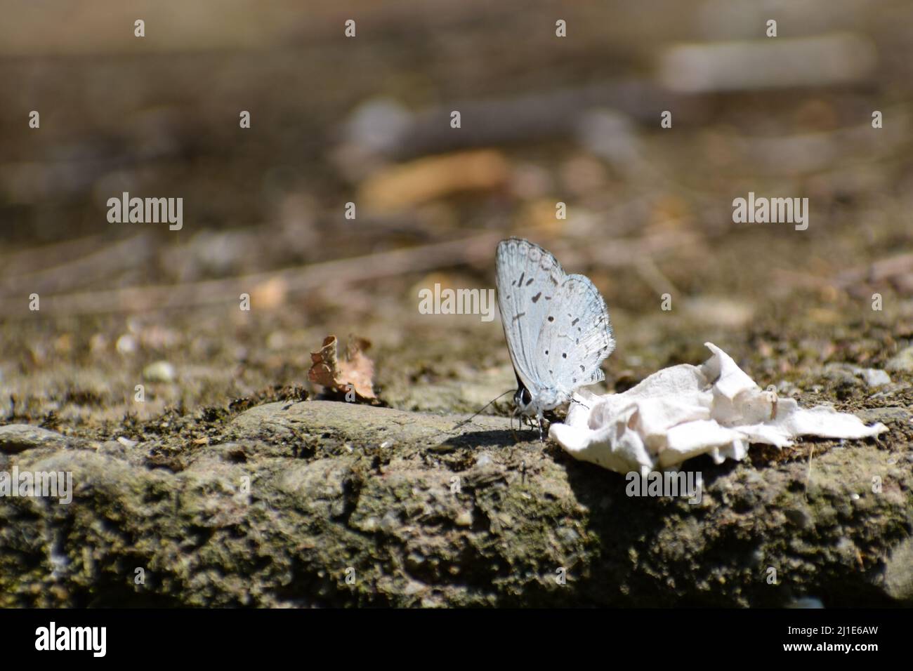 Gorgeous white butterfly on ground. Acytolepis puspa, the common hedge blue, is a small butterfly found in Cambodia Stock Photo