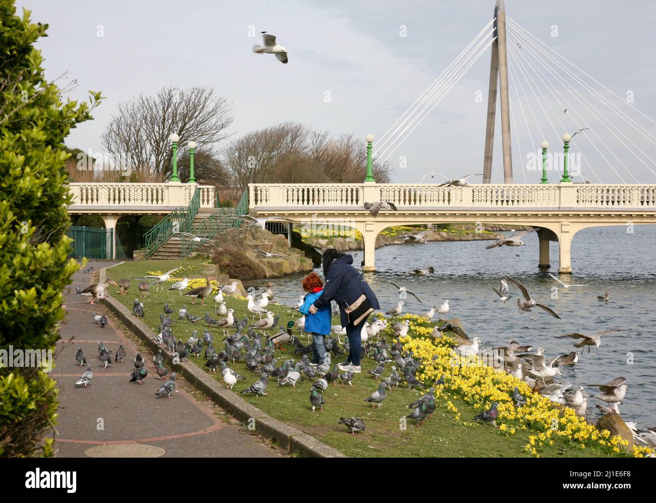 Feeding the wild birds Stock Photo - Alamy