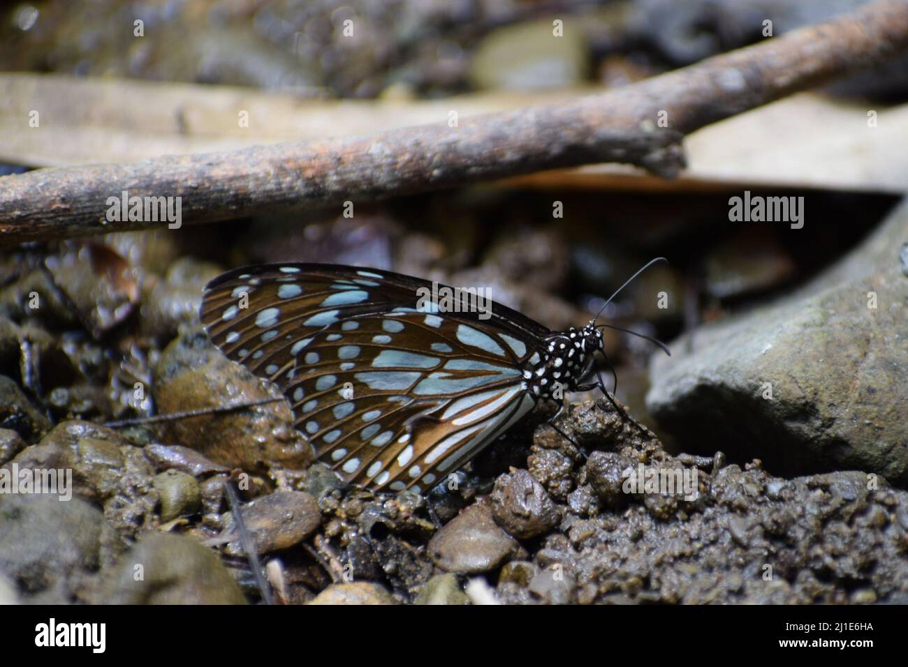 Beautiful blue tiger ( tirumala limniace )butterfly mud puddling Stock Photo