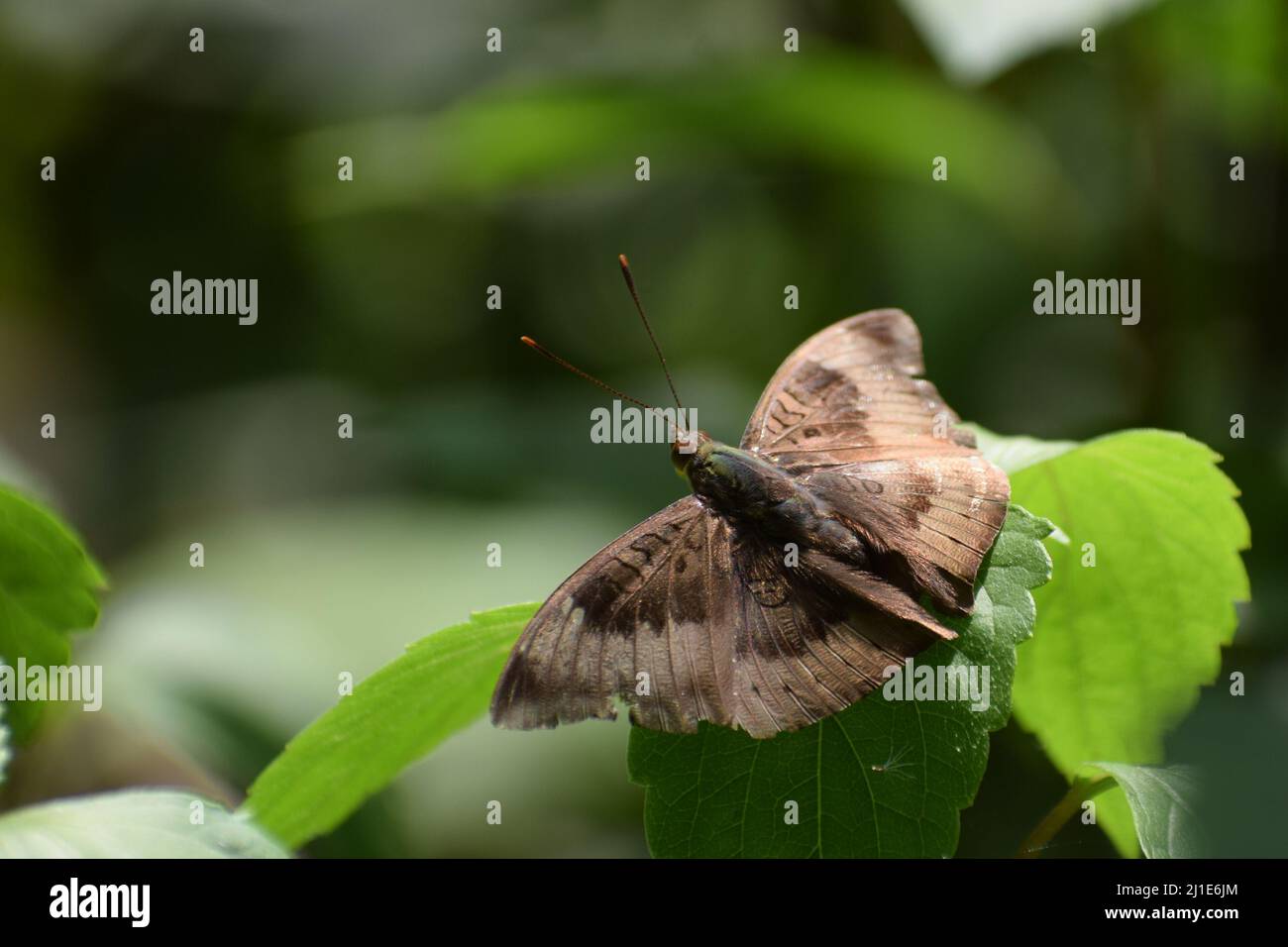 Wonderful common  baron (euthalia aconthea) butterfly on green leaf. Stock Photo