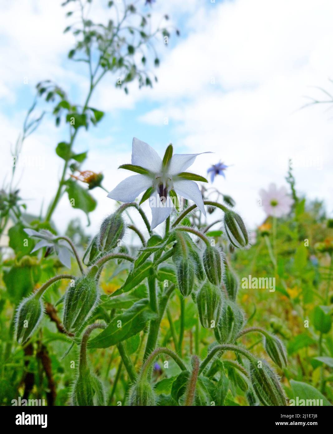 White flowers of Borage, Borago officinalis, Echium amoenum, starflower in the garden on a farm Stock Photo