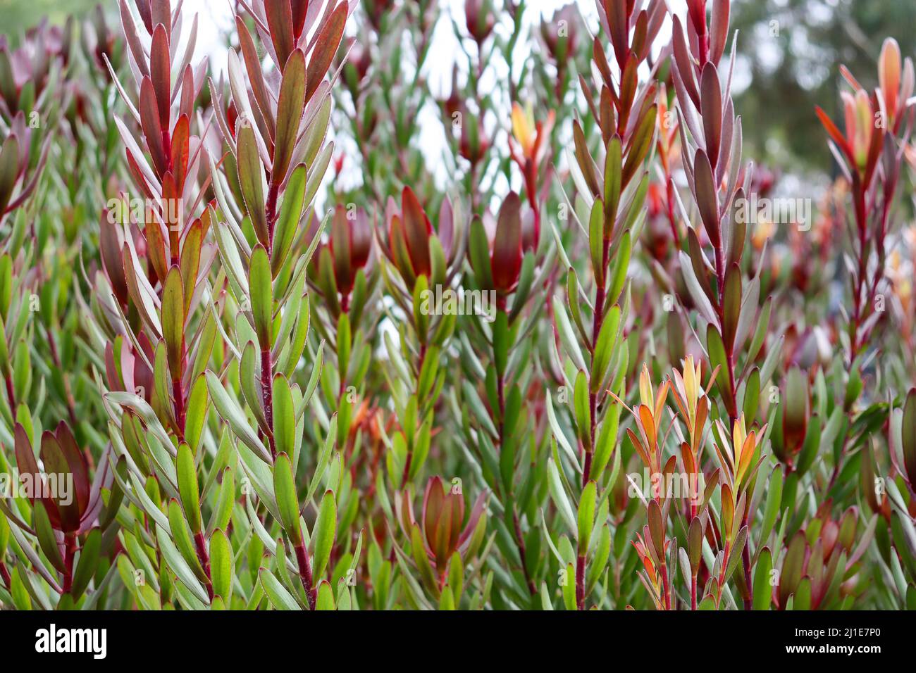 A closeup of the Leucadendron salignum mixed with laureolum 'Rising Sun'. Stock Photo
