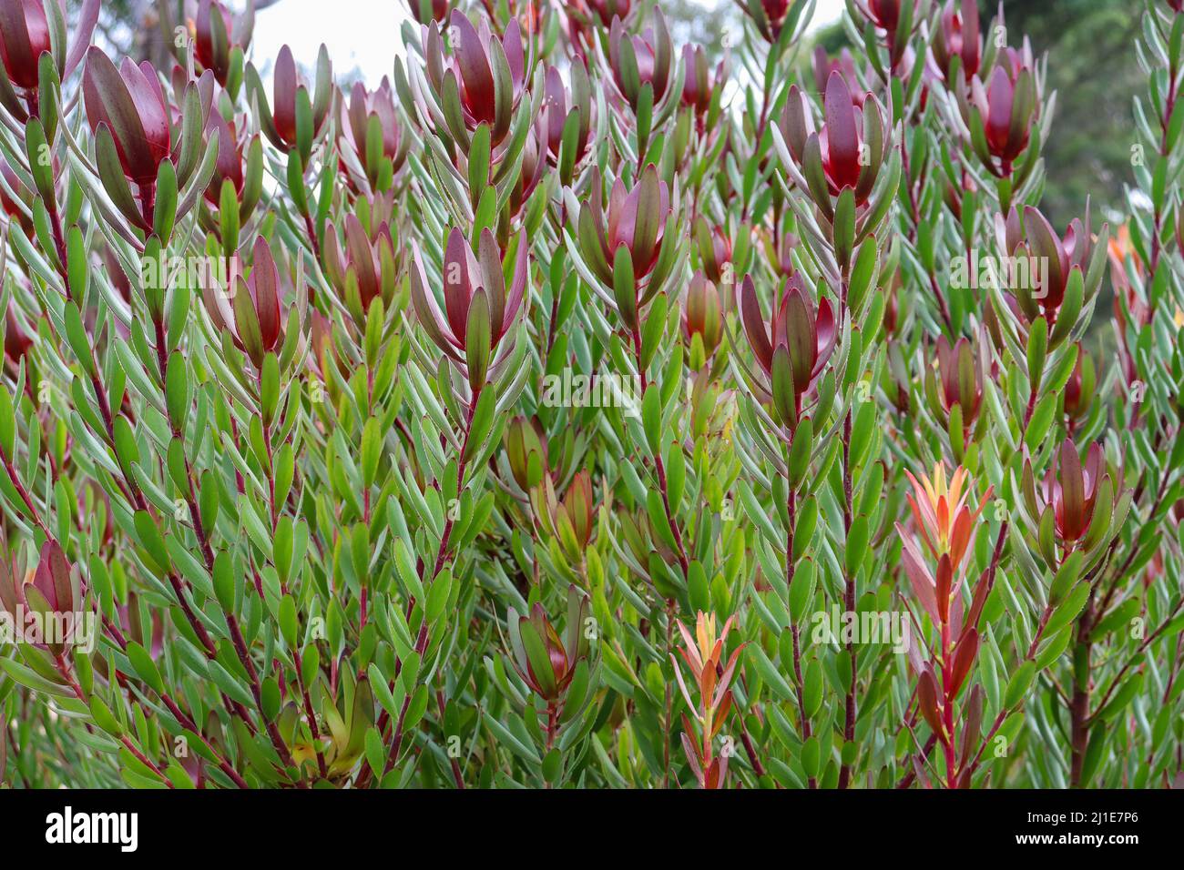 A closeup of the Leucadendron salignum mixed with laureolum 'Rising Sun'. Stock Photo