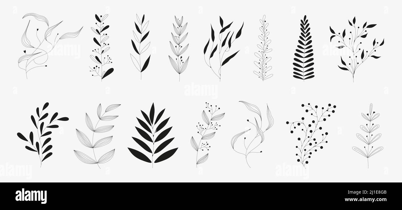 Leaves and twigs on an isolated white background Stock Vector Image ...