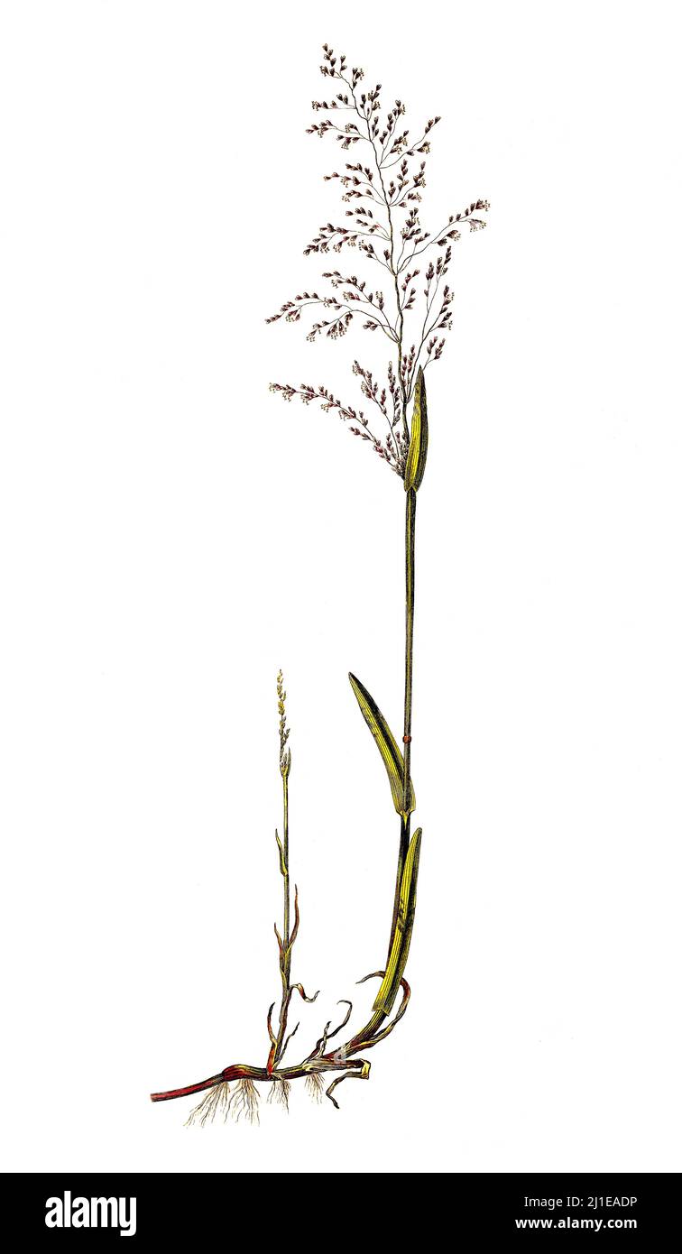 Quellgras (Catabrosa aquatica) ist eine Art der Pflanzenfamilie der Süßgräser  /  Catabrosa aquatica, called brookgrass, water whorl-grass, water whirlgrass and water hairgrass Stock Photo