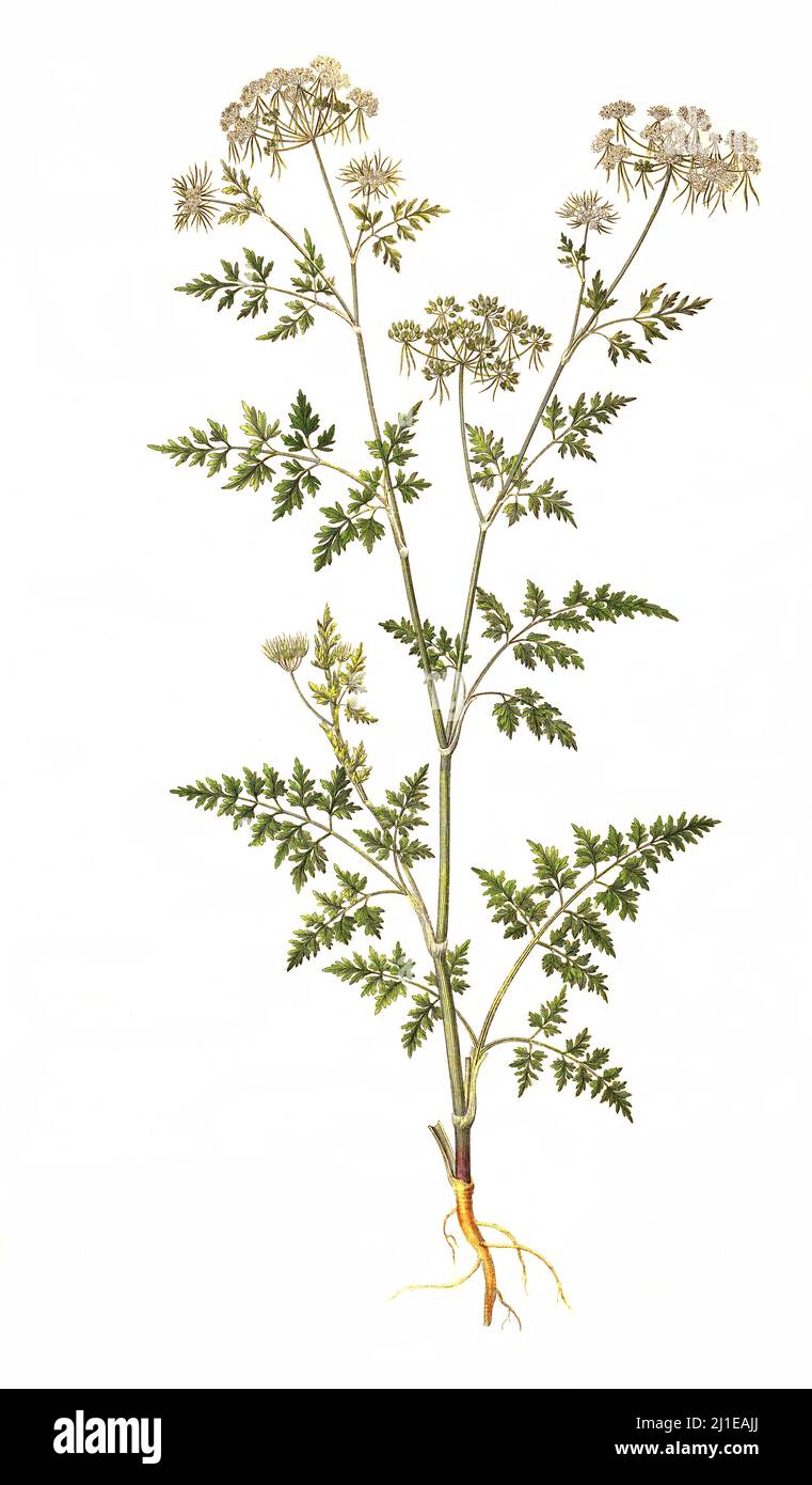 Hundspetersilie, Aethusa cynapium  /  Aethusa cynapium, fool's parsley, fool's cicely, or poison parsley Stock Photo