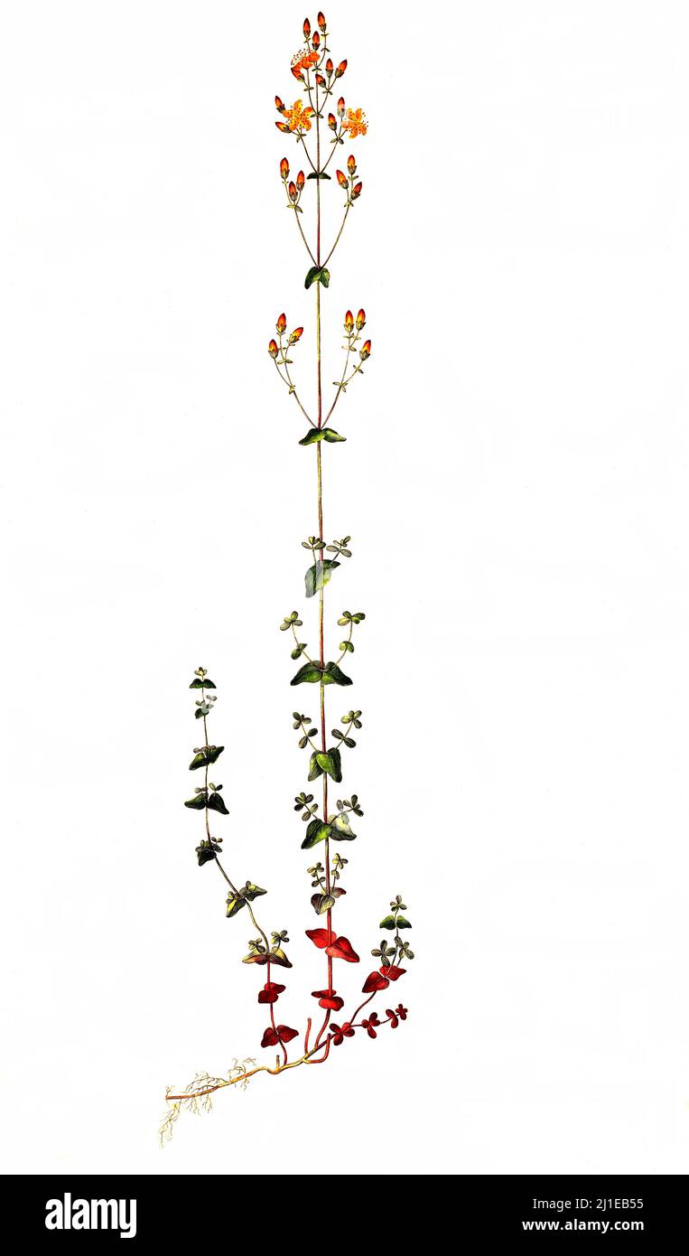 SchönesJohanniskraut, Hypericum pulchrum, auch Schönes Hartheu genannt, ist eine Pflanzenart aus der Gattung der Johanniskräuter (Hypericum) innerhalb der Familie der Johanniskrautgewächse  /  Hypericum pulchrum is a flowering plant in the family Hypericaceae, commonly known as slender St John's-wort Stock Photo