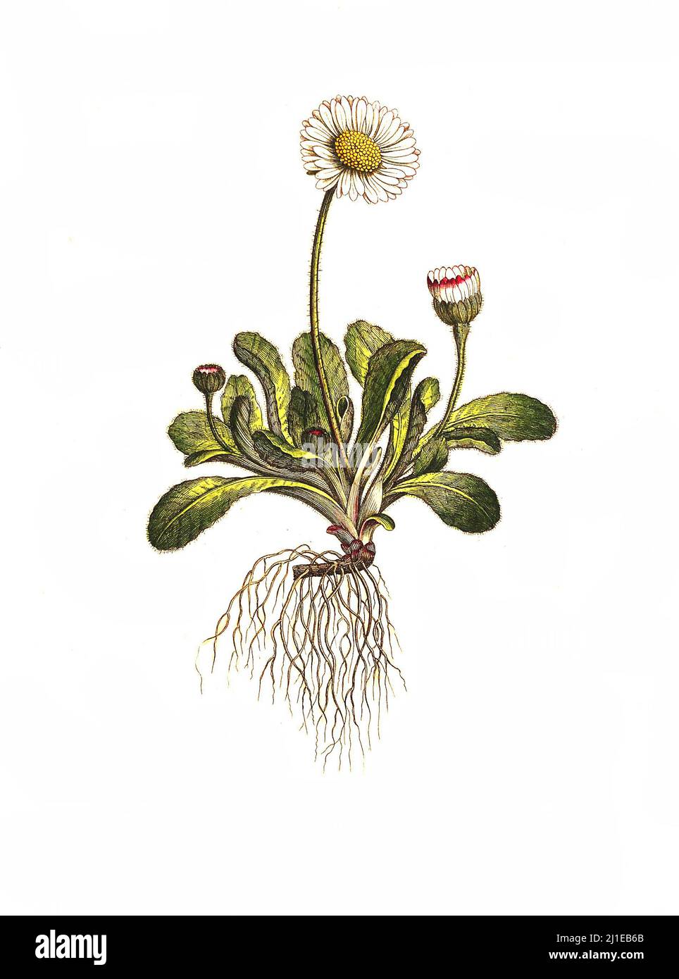 Das Gänseblümchen, Bellis perennis, auch Ausdauerndes Gänseblümchen, Mehrjähriges Gänseblümchen, Maßliebchen, Tausendschön, Familie der Korbblütler  /  Bellis perennis, the daisy, is a common European species of the family Asteraceae Stock Photo