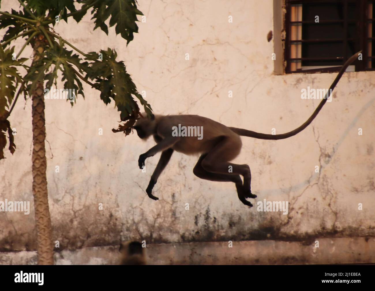 Monkey is dying to jump from one roof to another hi-res stock ...