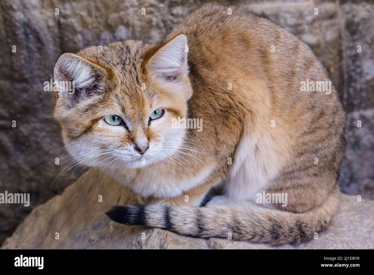 Sand cat lying on rock, Felis margarita Stock Photo