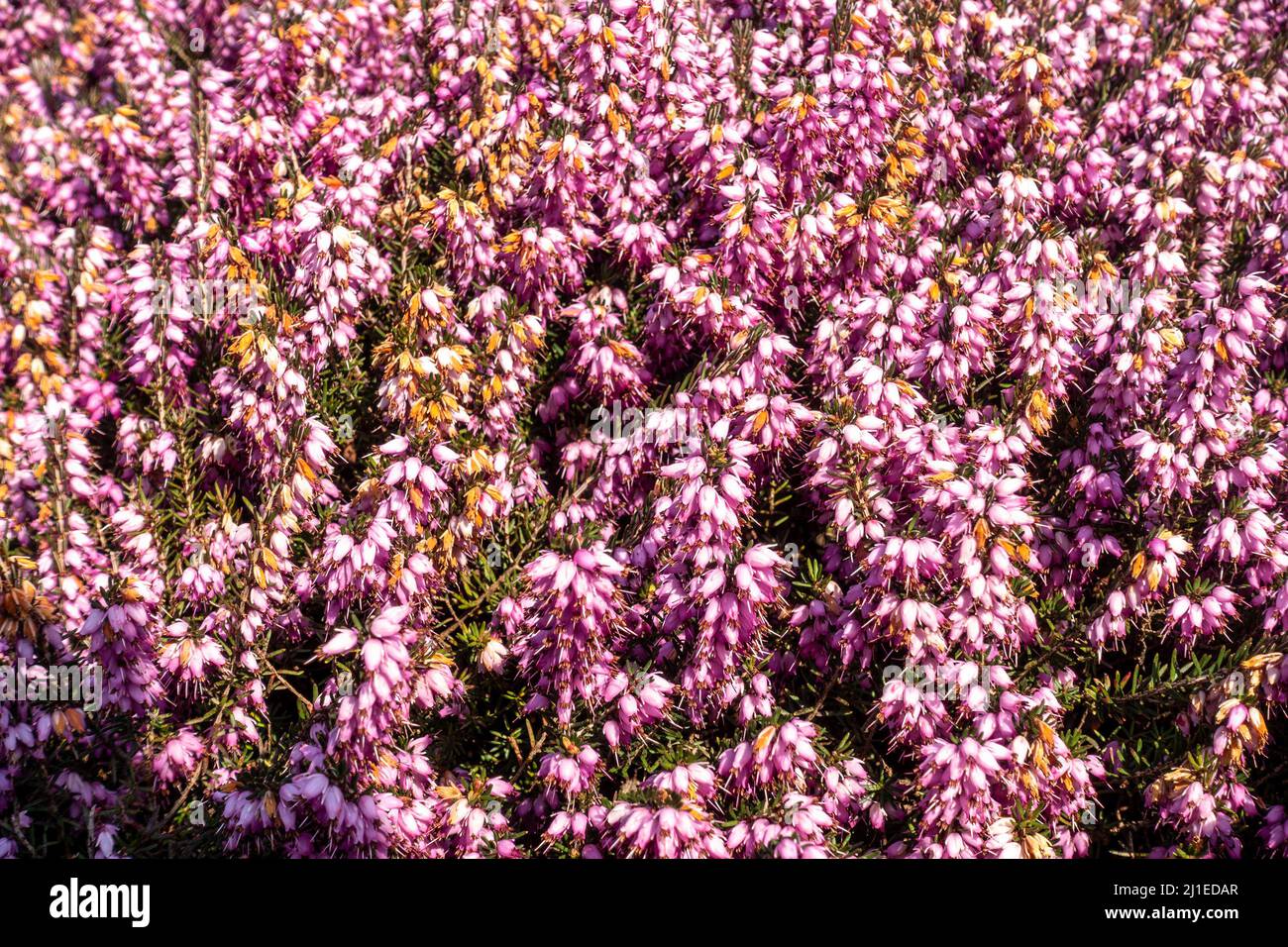 Pink heath shrub flowering in spring. Stock Photo