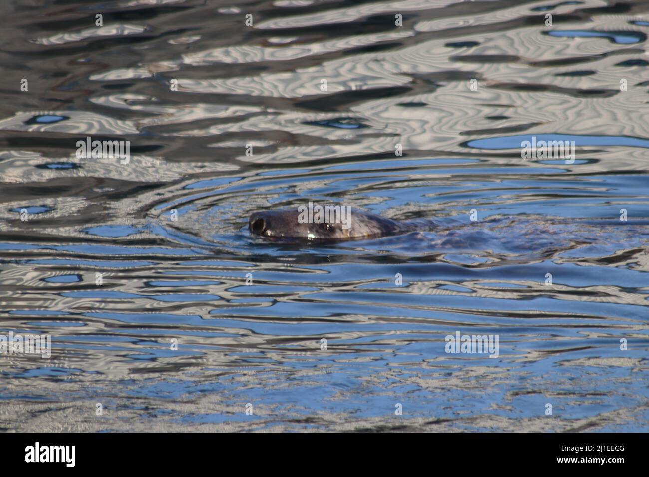 Seal in harbour Stock Photo - Alamy