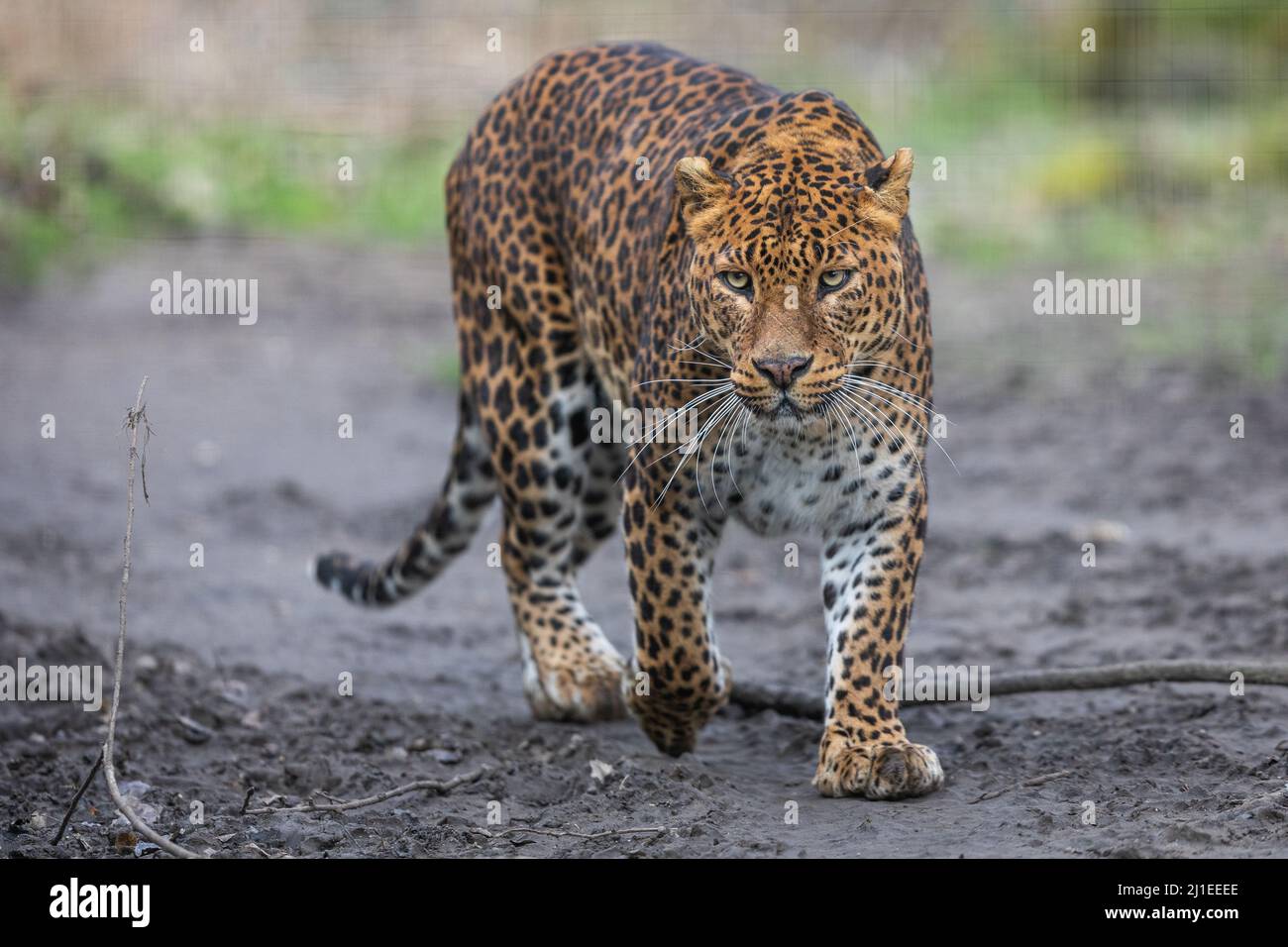 Portrait of a leopard in the forest Stock Photo - Alamy