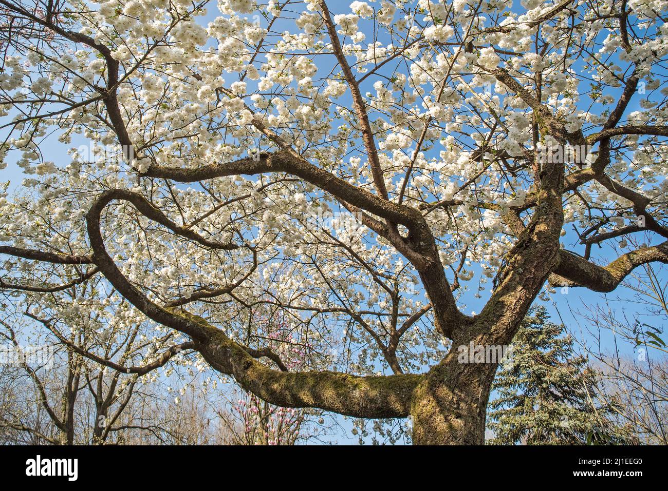 Japanese cherry tree (Prunus serrulata) blooming in park showing white flowers flowering in early spring. Native to Japan, China, Korea and Russia Stock Photo