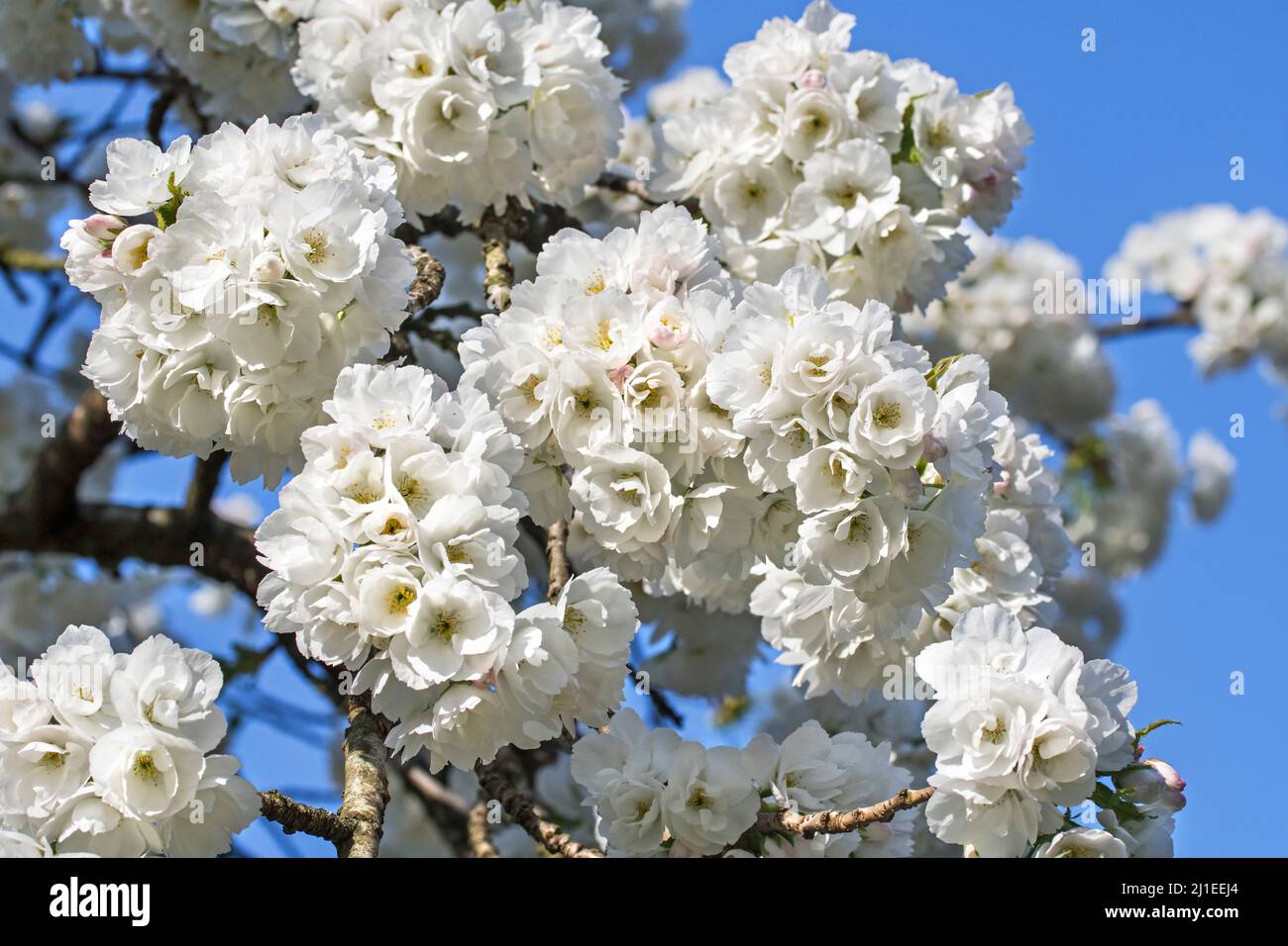 Japanese cherry tree (Prunus serrulata) blooming in park showing white flowers flowering in early spring. Native to Japan, China, Korea and Russia Stock Photo