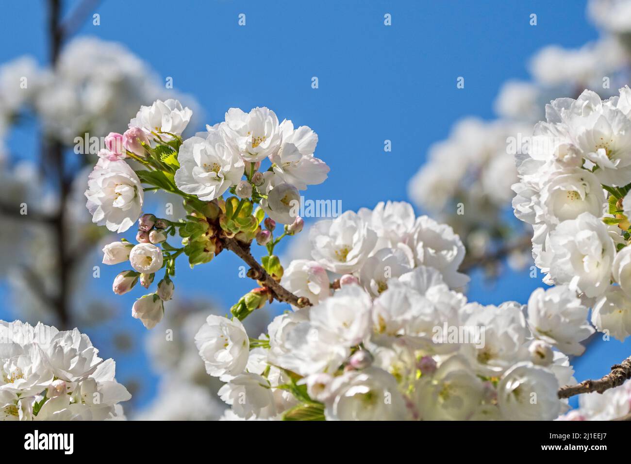 Japanese cherry tree (Prunus serrulata) blooming in park showing white flowers flowering in early spring. Native to Japan, China, Korea and Russia Stock Photo