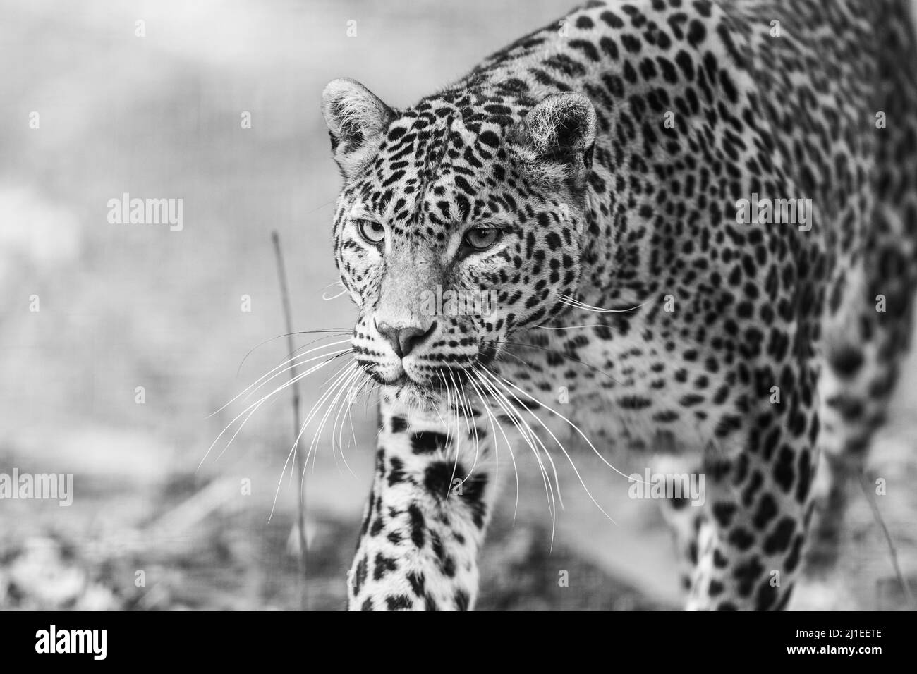 Leopard print wallpaper Black and White Stock Photos & Images - Alamy