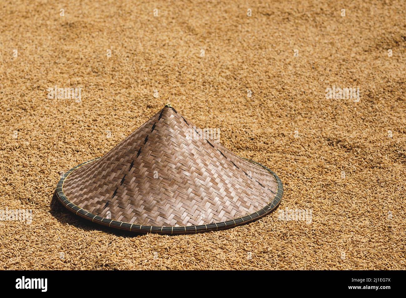 Tradition Asian conical hat and rice harvest Stock Photo - Alamy