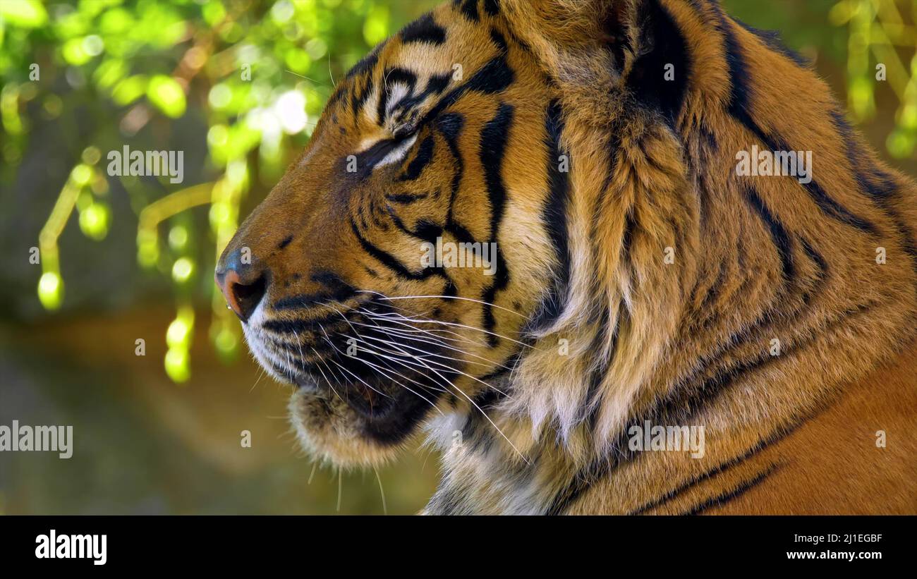 face closeup of a dangerous African tiger resting on a stone in the forest. tiger face closeup resting in the wild forest Stock Photo
