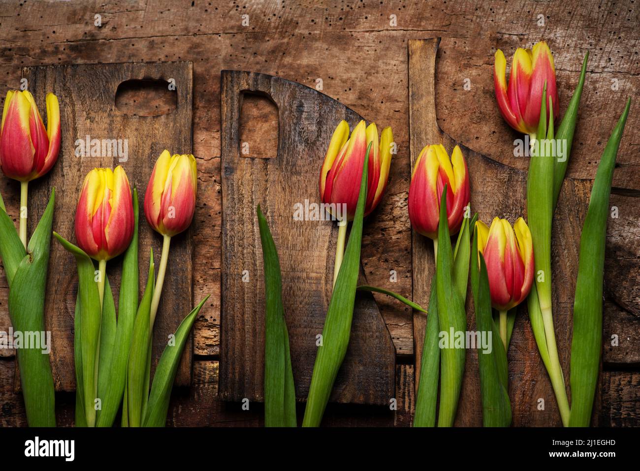 Red and yellow two colored tulip flowers on wooden background top view flat lay Stock Photo