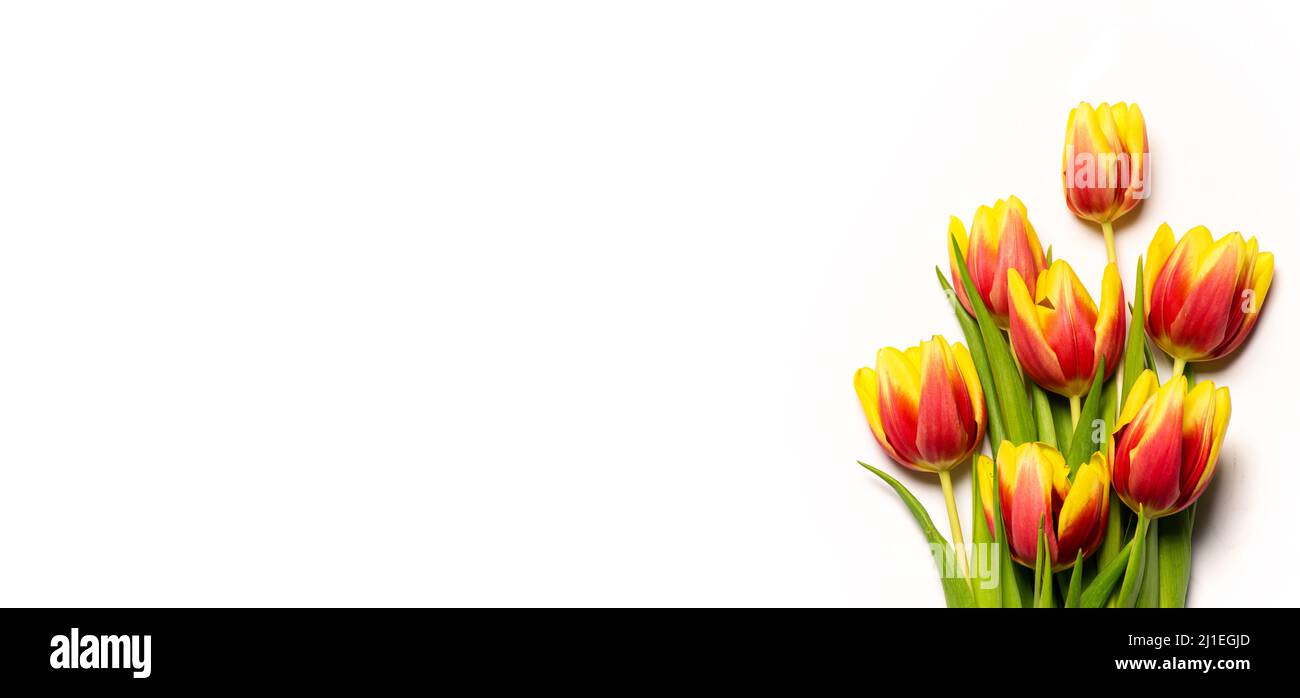 Red and yellow two colored tulip flowers on white background top view flat lay with wide copy space Stock Photo