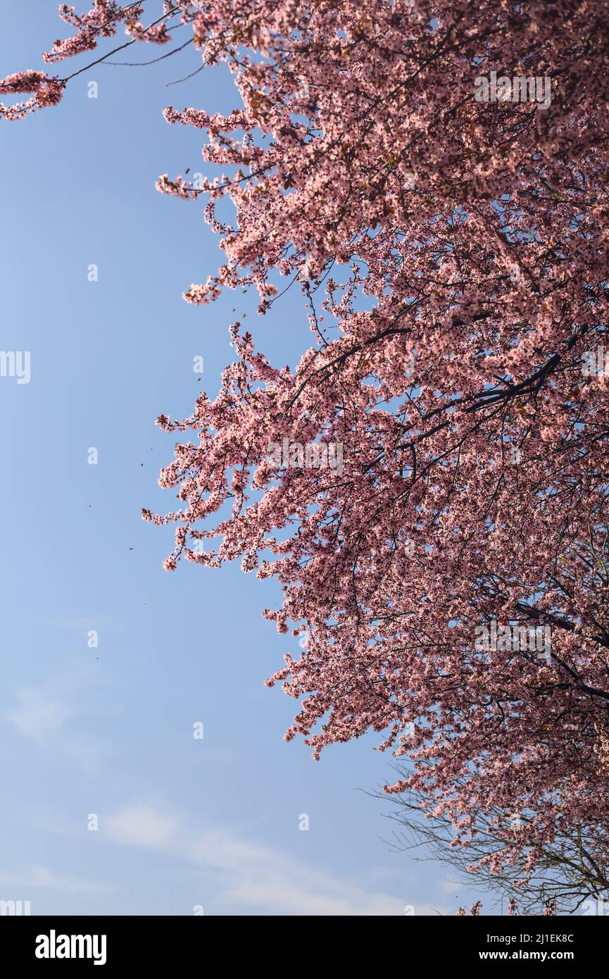 Tree top of a cherry tree in bloom with the sky as background Stock ...