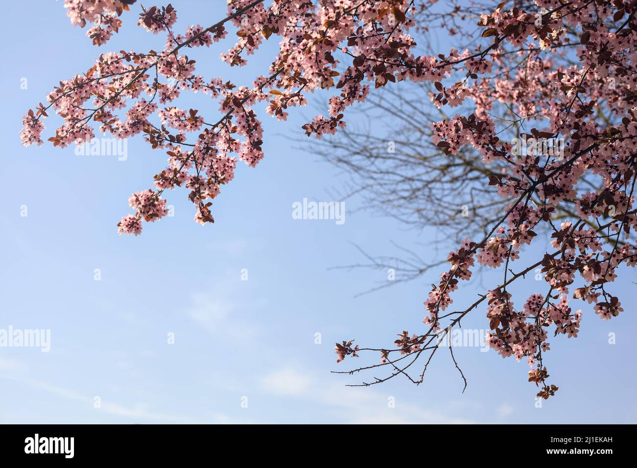 Tree top of a cherry tree in bloom with the sky as background Stock ...