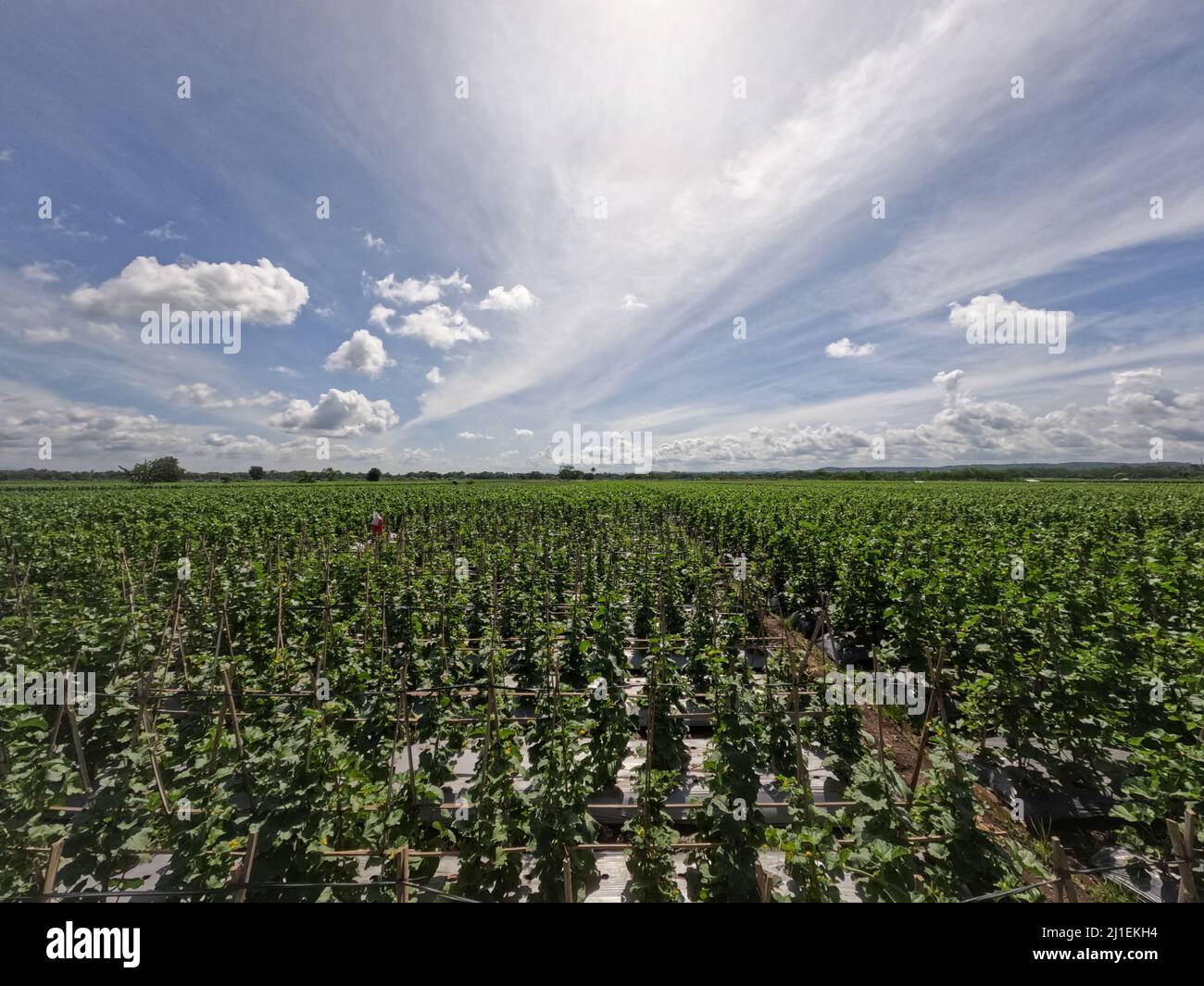 View of cucumber field in sunny day against background of bright blue
