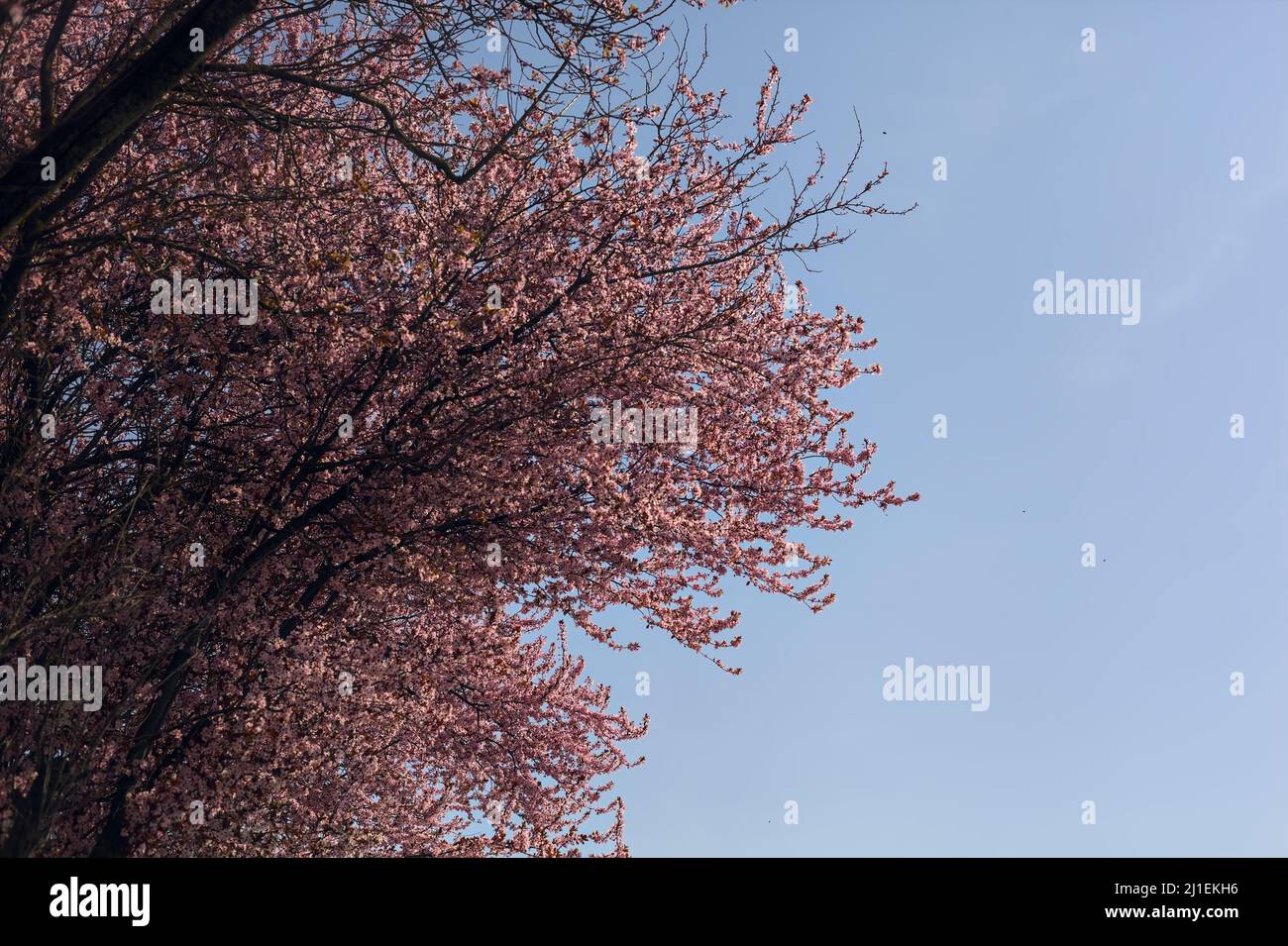 Tree top of a cherry tree in bloom with the sky as background Stock ...