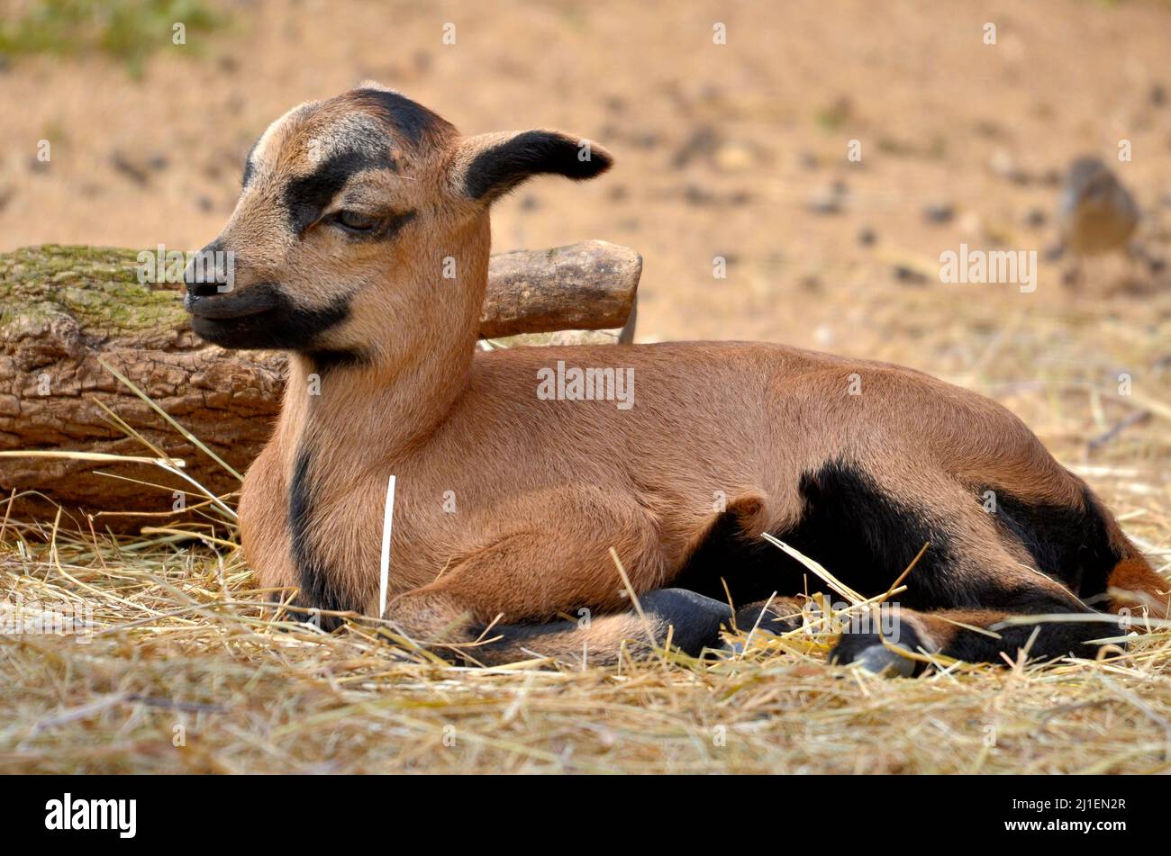 Closeup of lamb sheep of Cameroun(Ovis aries) lying on straw and seen from profile Stock Photo