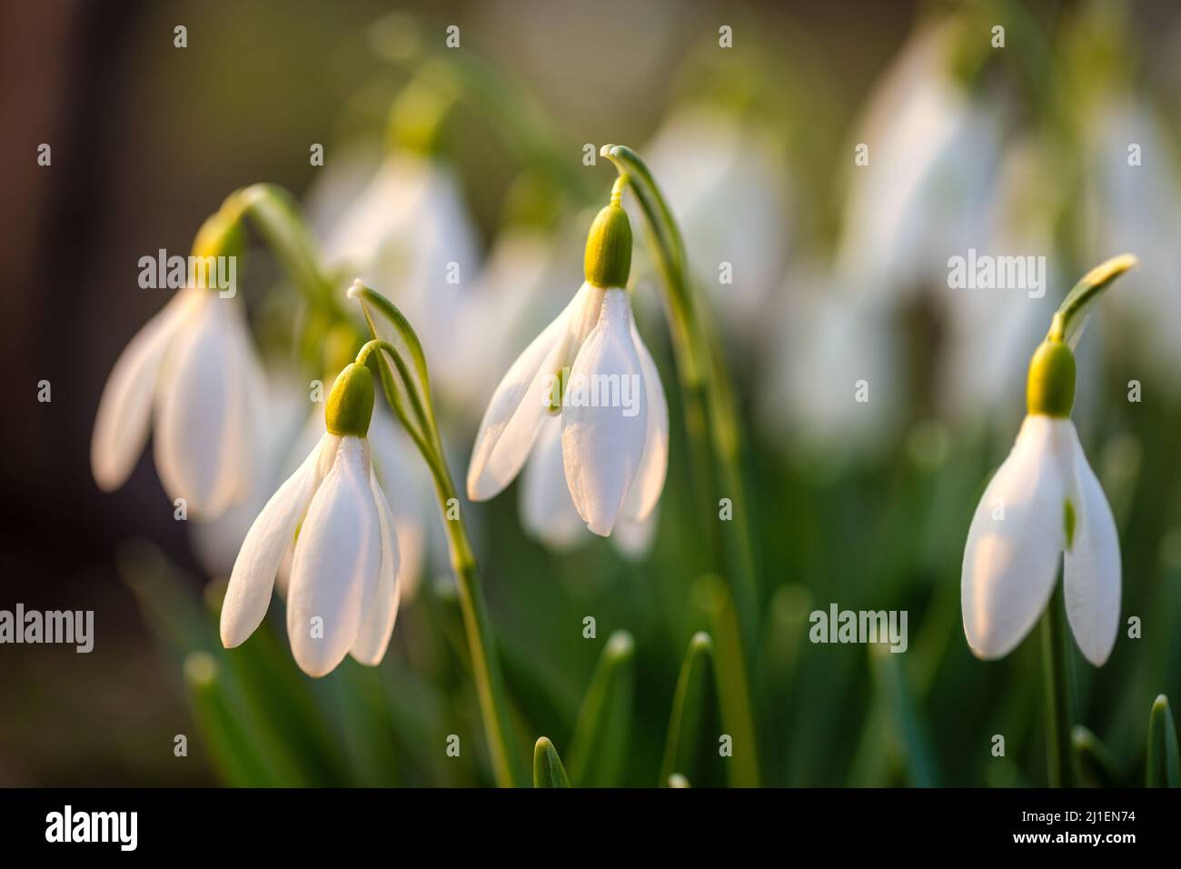 The snowdrop, latin name Galanthus nivalis, white flowers blooming in spring. Stock Photo