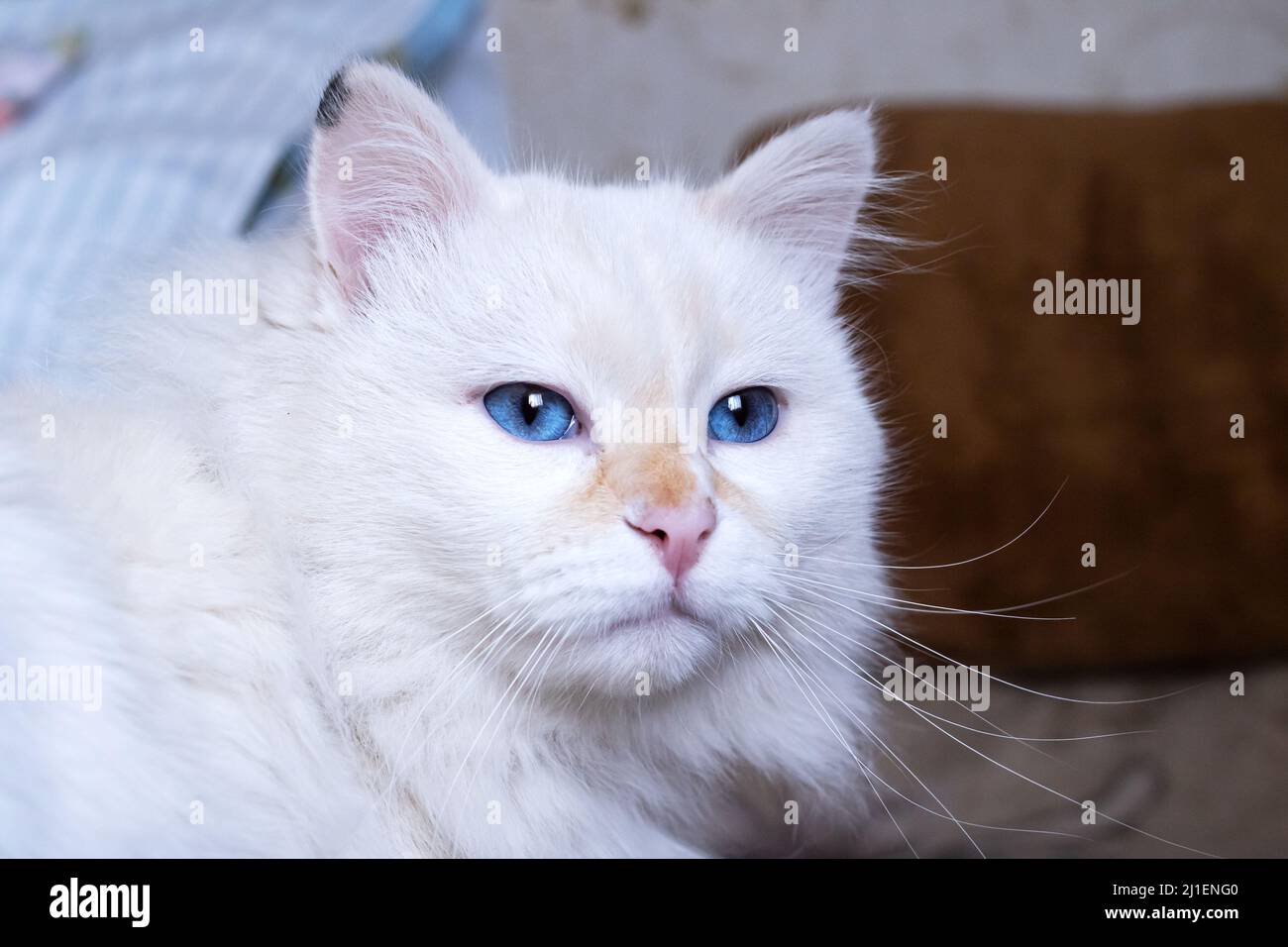 White fluffy angora cat with blue eyes close up portrait Stock Photo
